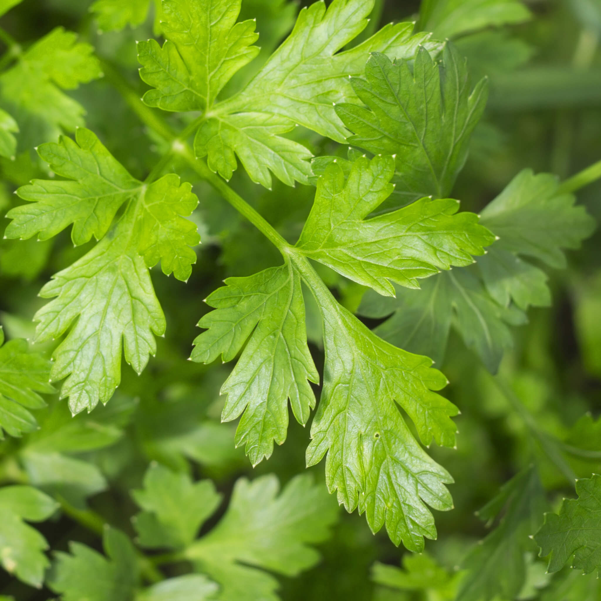 Product Page Key Ingredients: Parsley