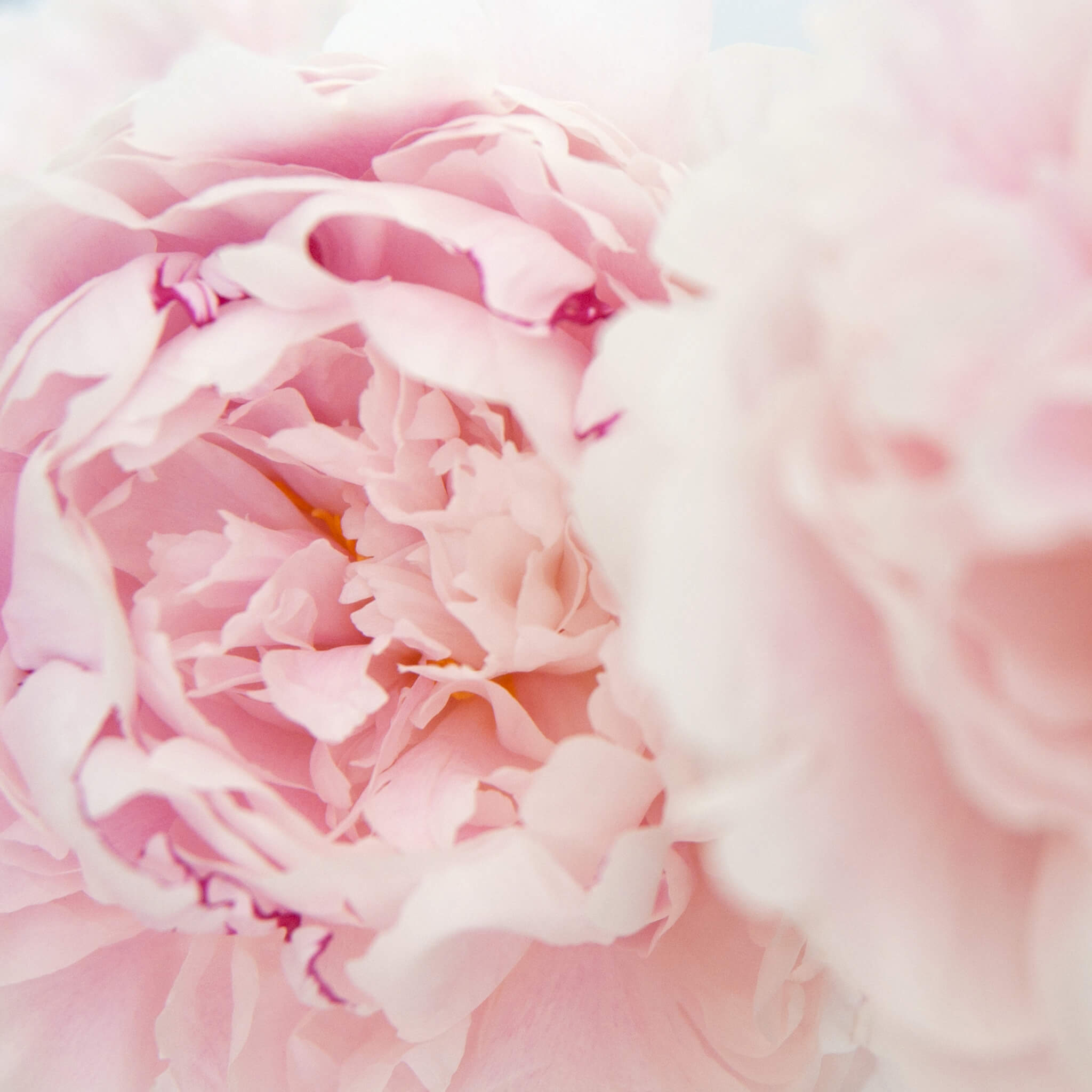 Product Page Key Ingredients: Peony