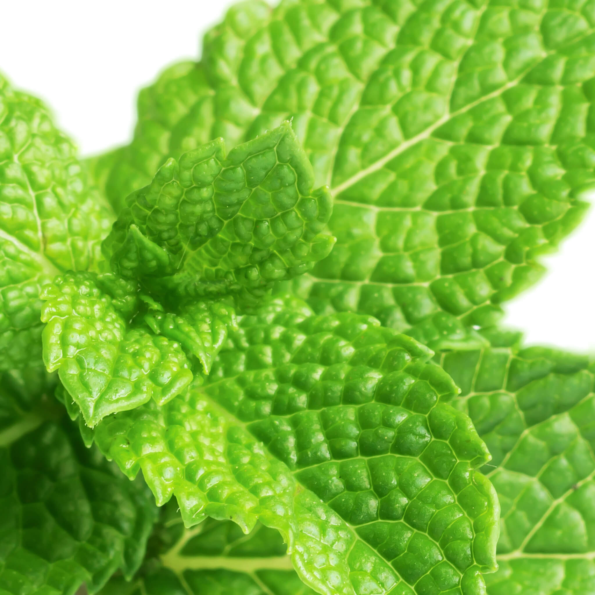 Product Page Key Ingredients: Peppermint Essential Oil