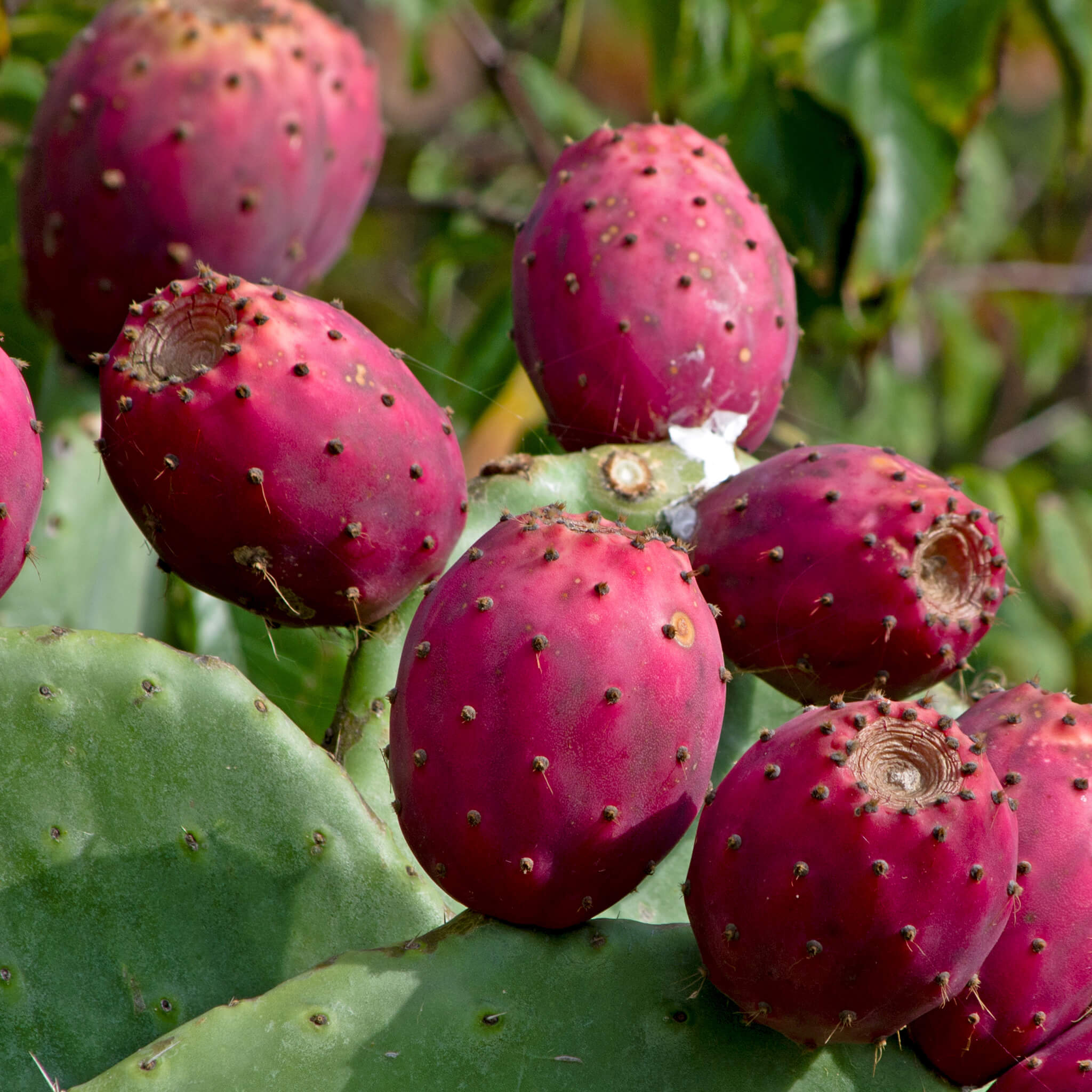 Product Page Key Ingredients: Prickly Pear