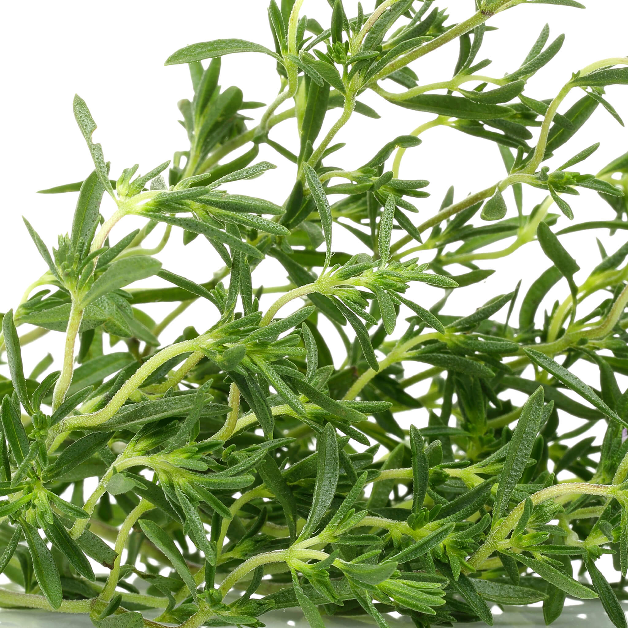 Product Page Key Ingredients: Rosemary