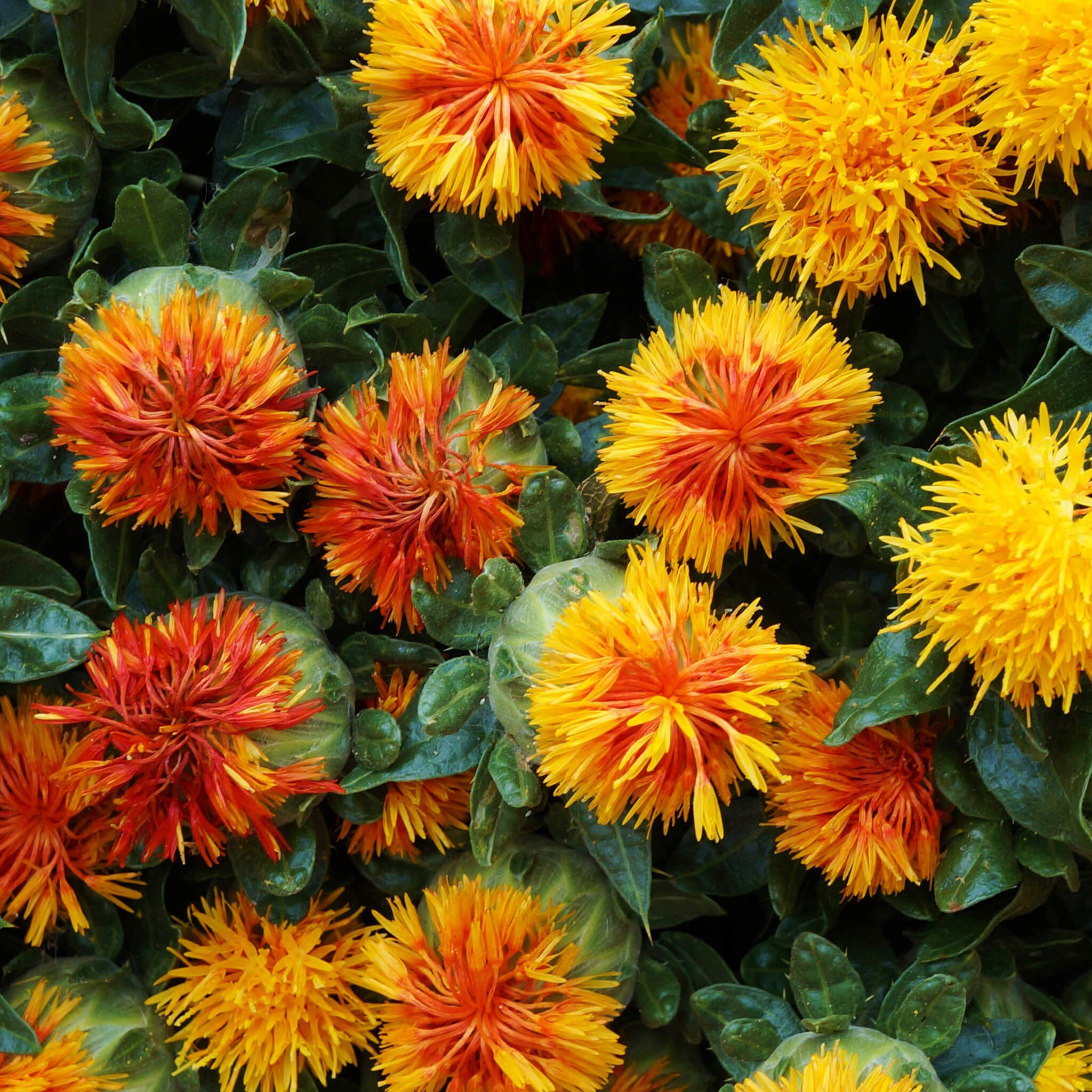 Product Page Key Ingredients: Safflower Oil