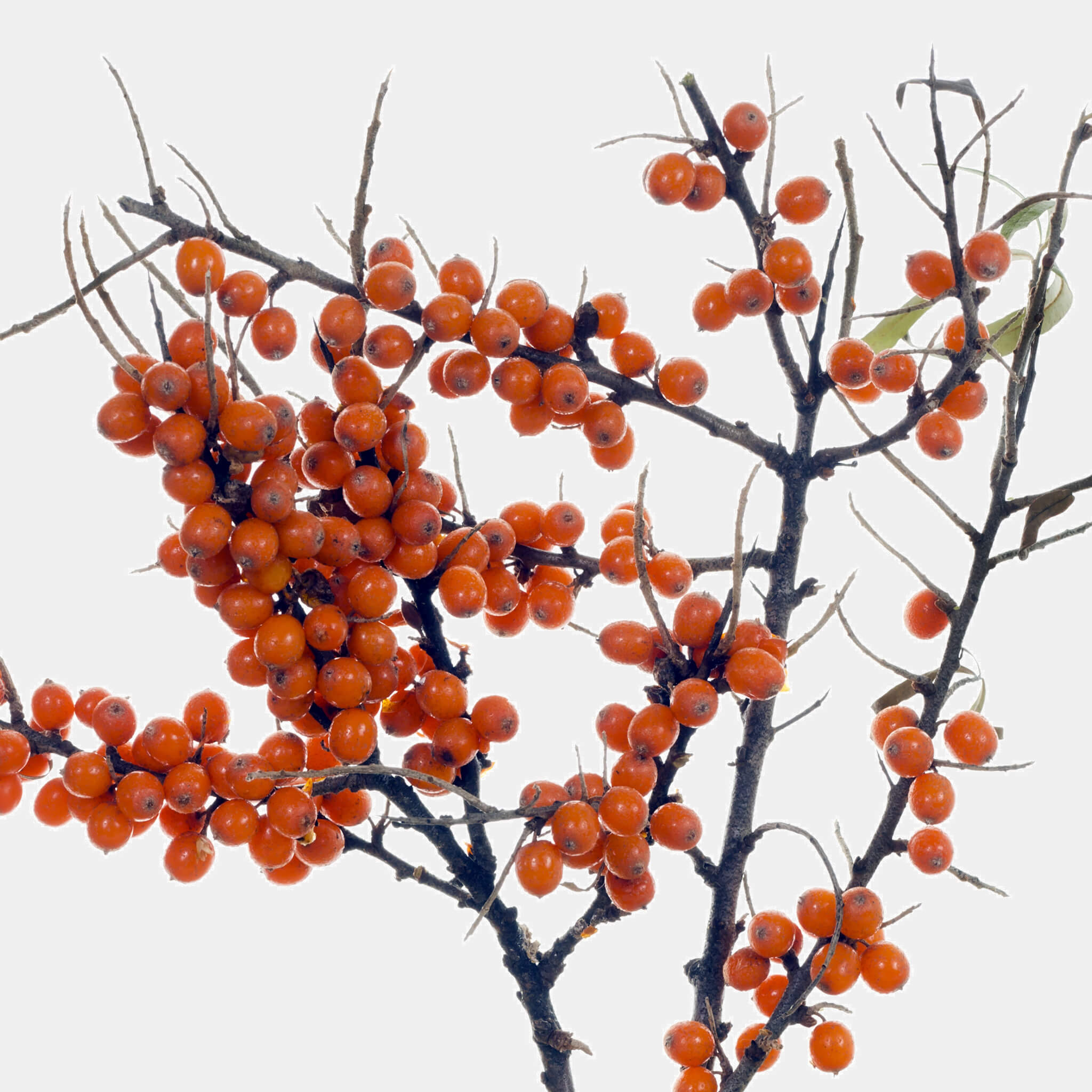 Product Page Key Ingredients: Sea Buckthorn Oil
