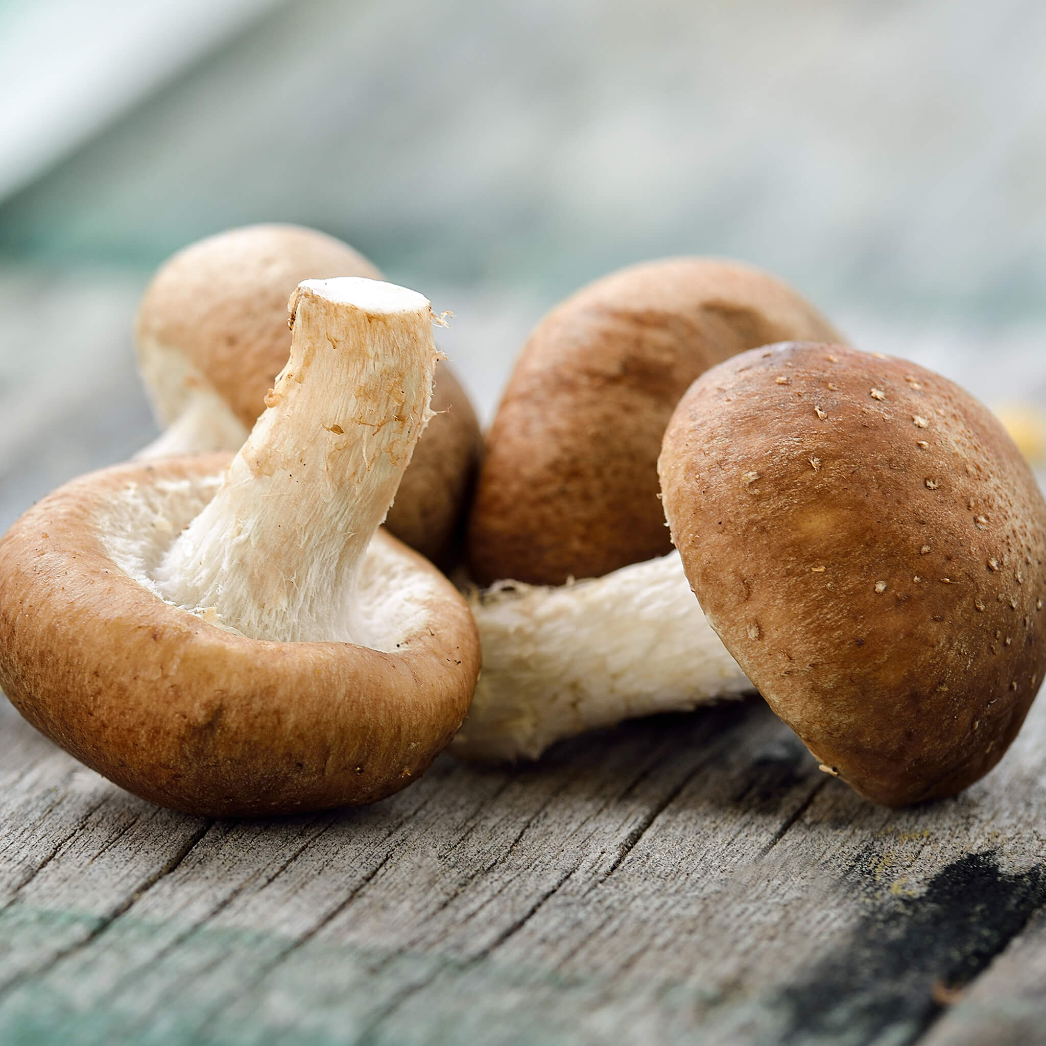 Product Page Key Ingredients: Shiitake Mushroom