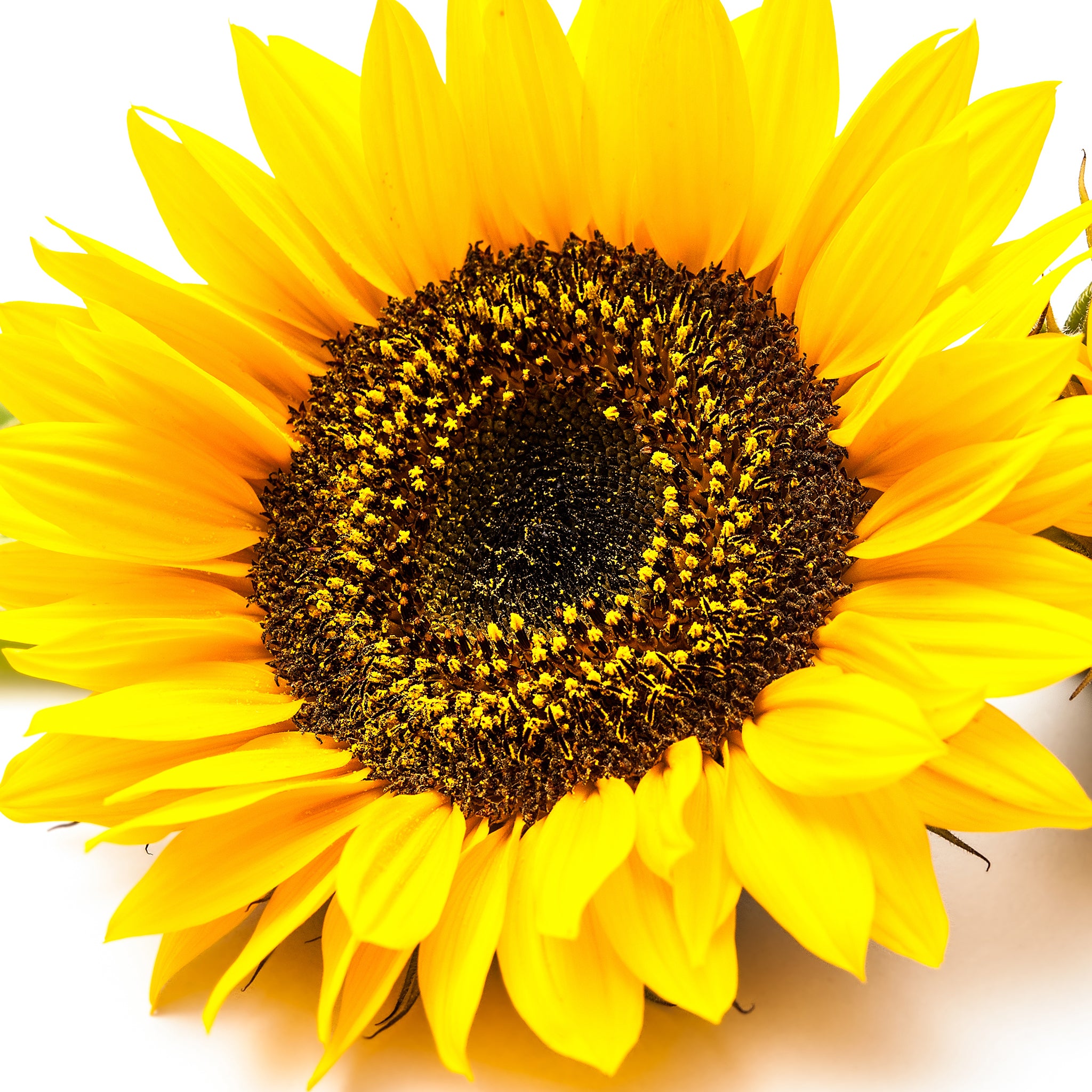 Product Page Key Ingredients: Sunflower Seed Oil
