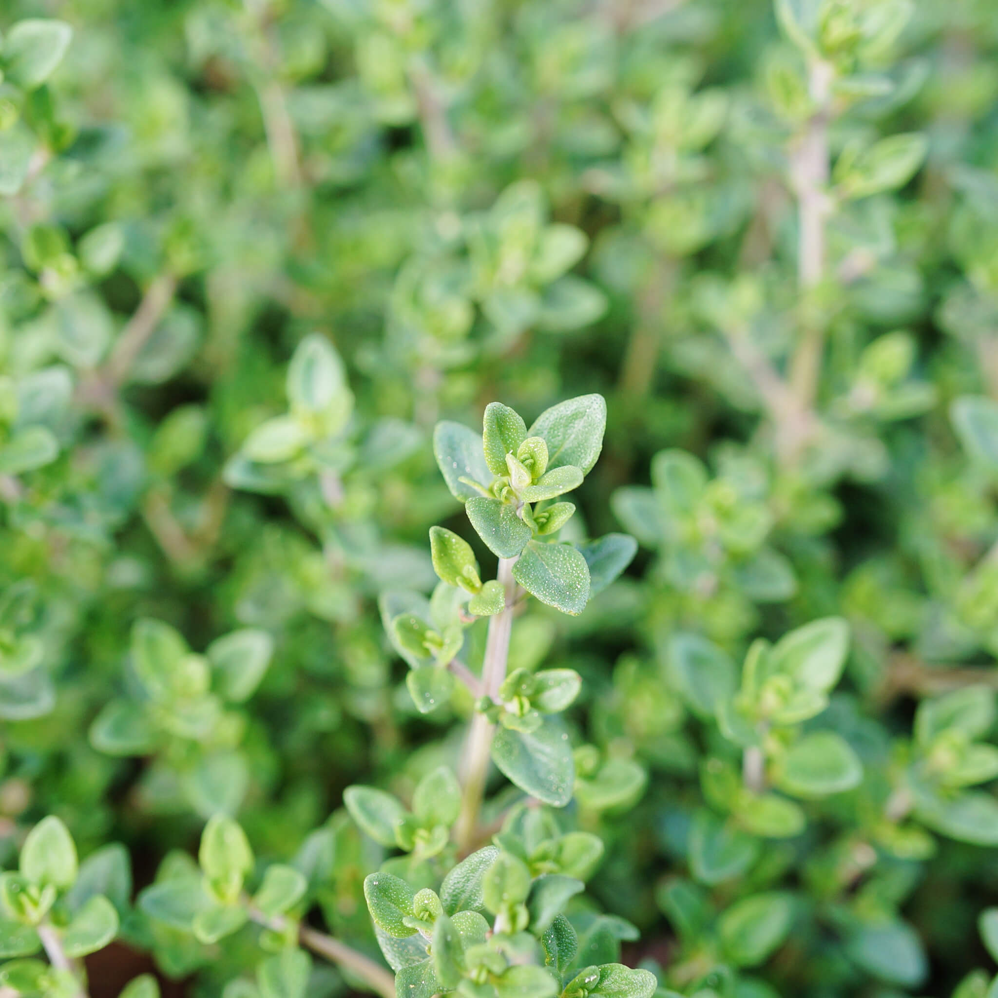 Product Page Key Ingredients: Thyme