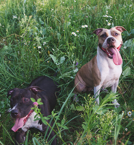 Blog Feed Article Feature Image Carousel: Animal Charities We Love 