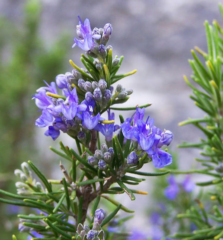 Blog Feed Article Feature Image Carousel: How To Use Rosemary to Refresh and Revitalize Dull and Lifeless Hair. 
