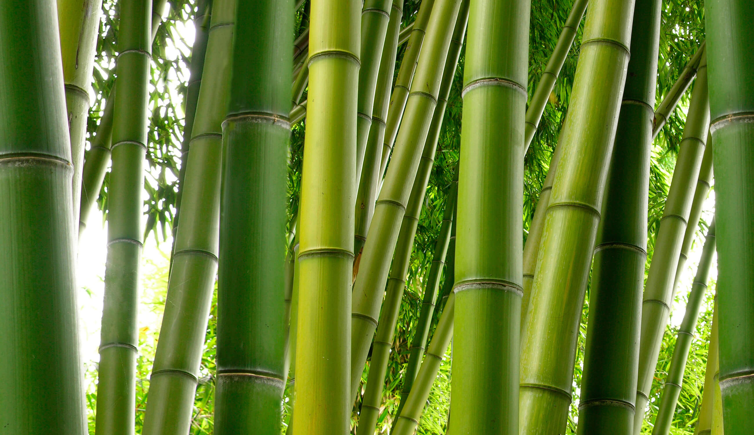 bamboo grove