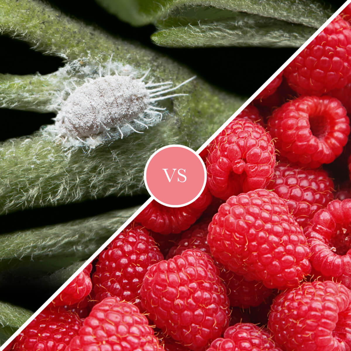 Bug vs Berries