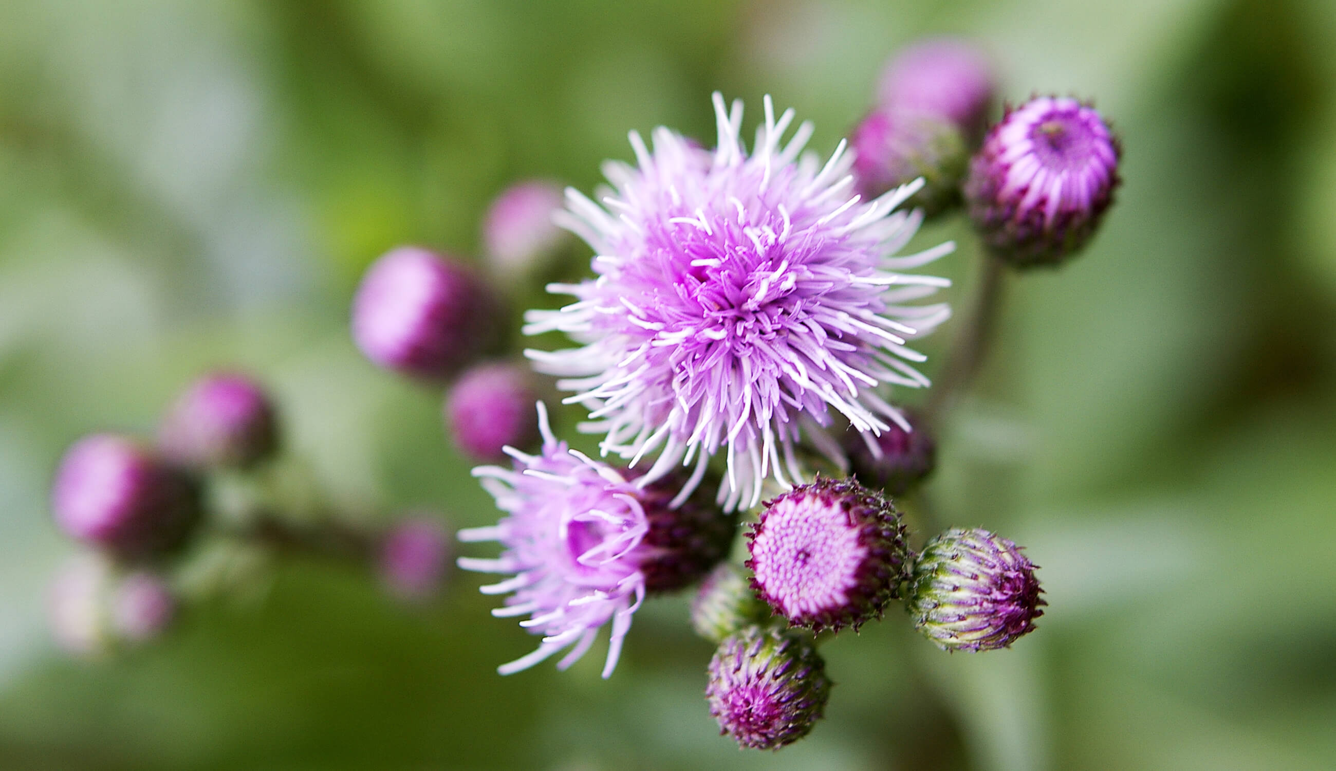 Burdock