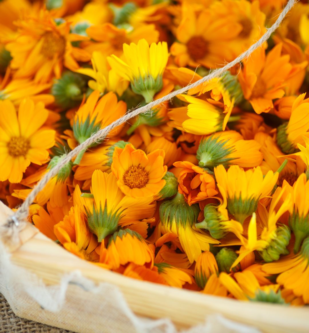 Calendula_flower