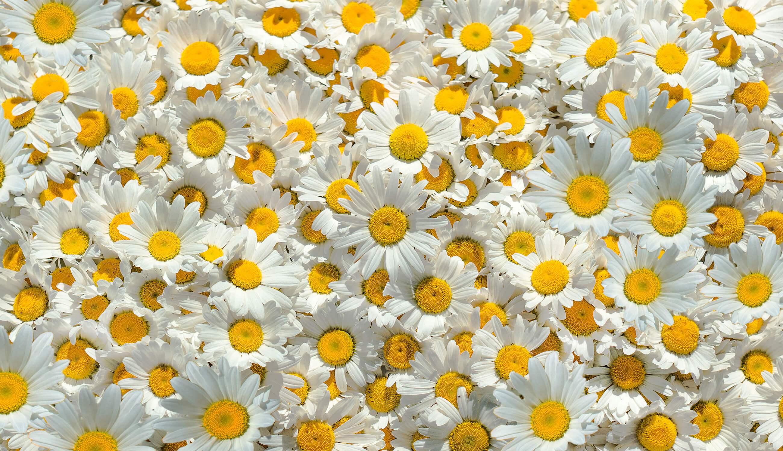 chamomile.jpg