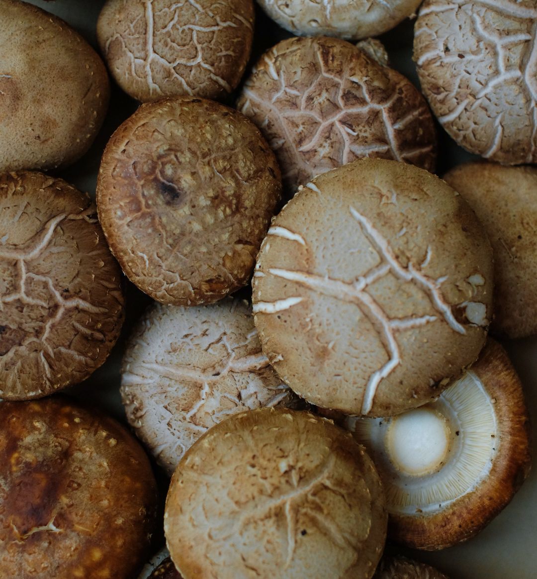 Closeup_of_Shitake_Mushrooms