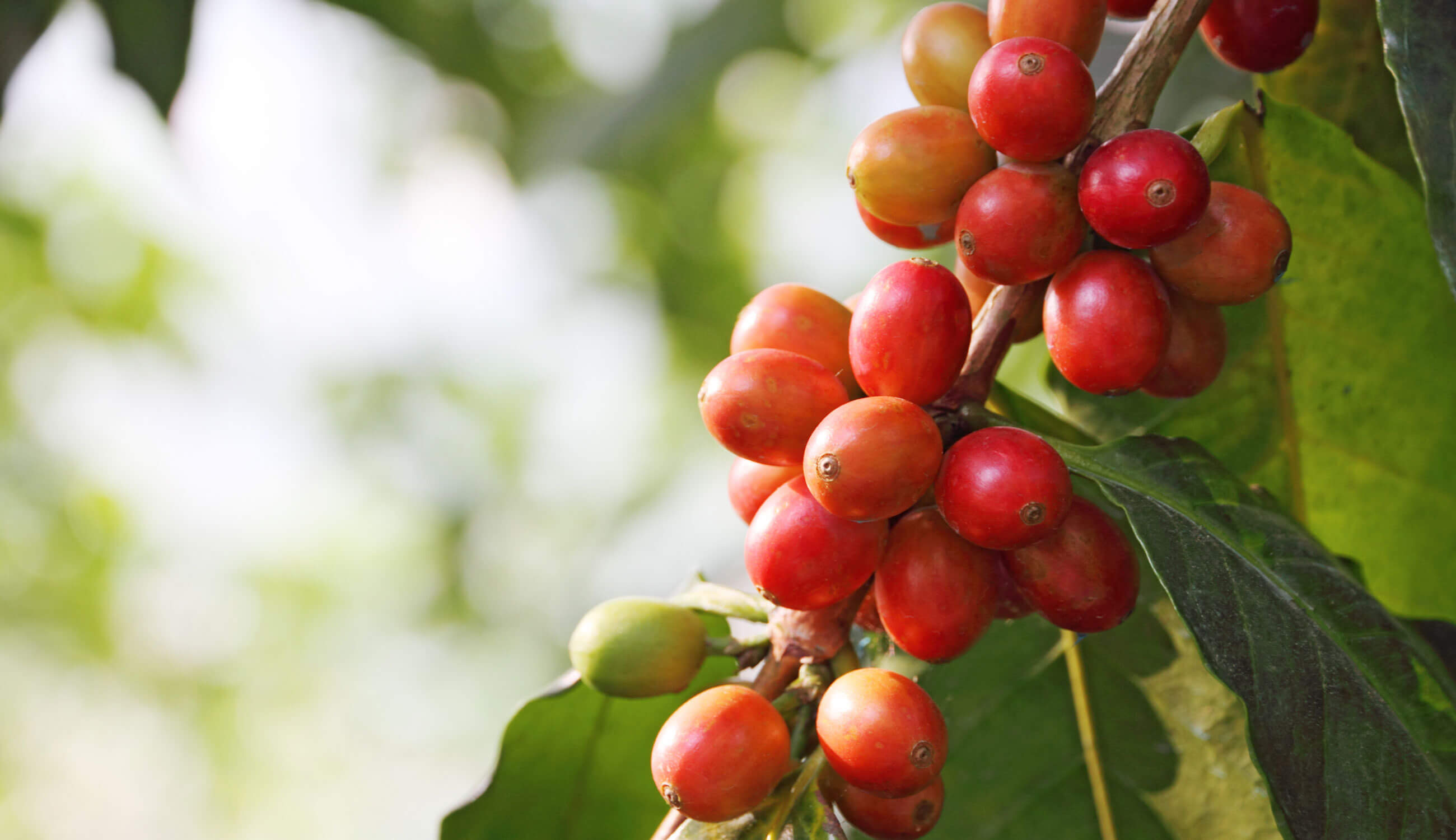 Coffee-Cherry.jpg