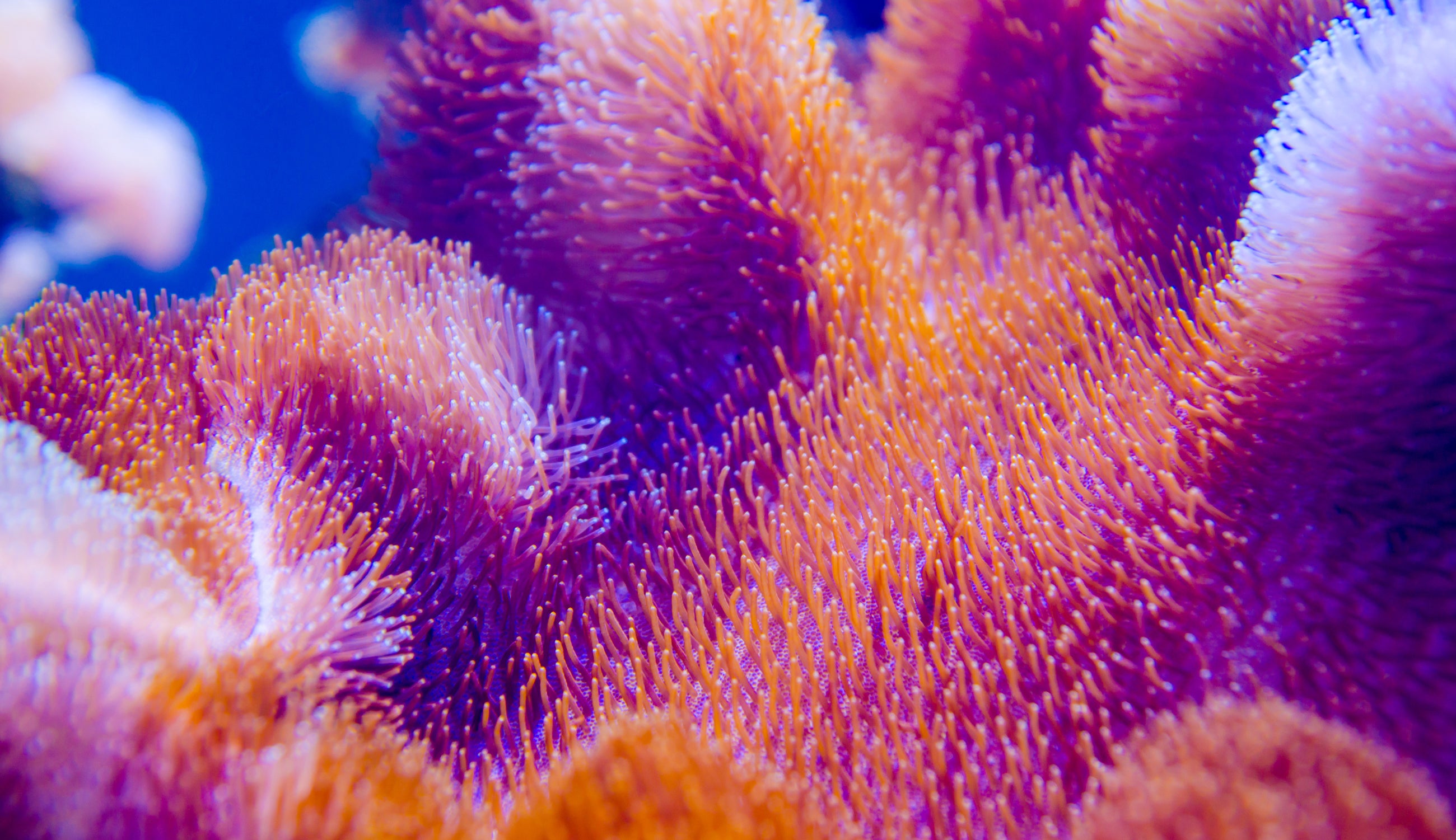 Coral