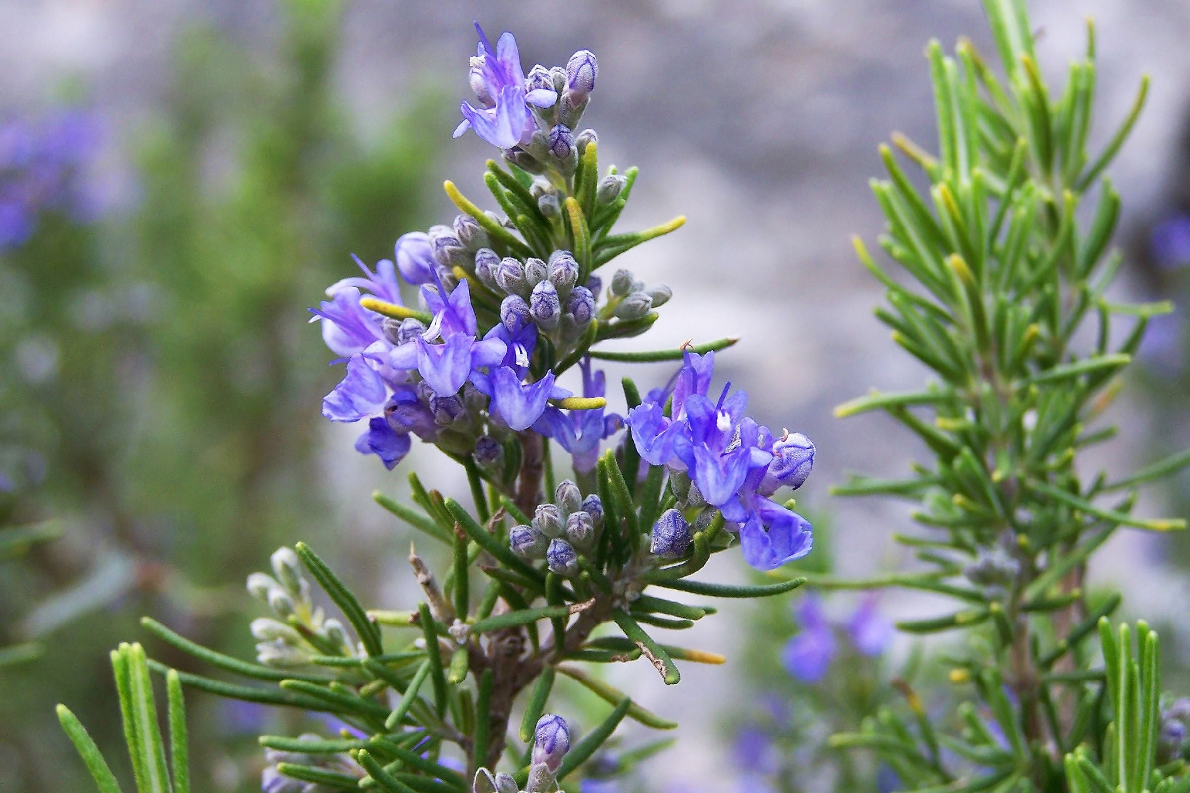 Cover_Photo_-_100__Pure_How_To_Use_Rosemary_to_Refresh_and_Revitalize_Dull_and_Lifeless_Hair
