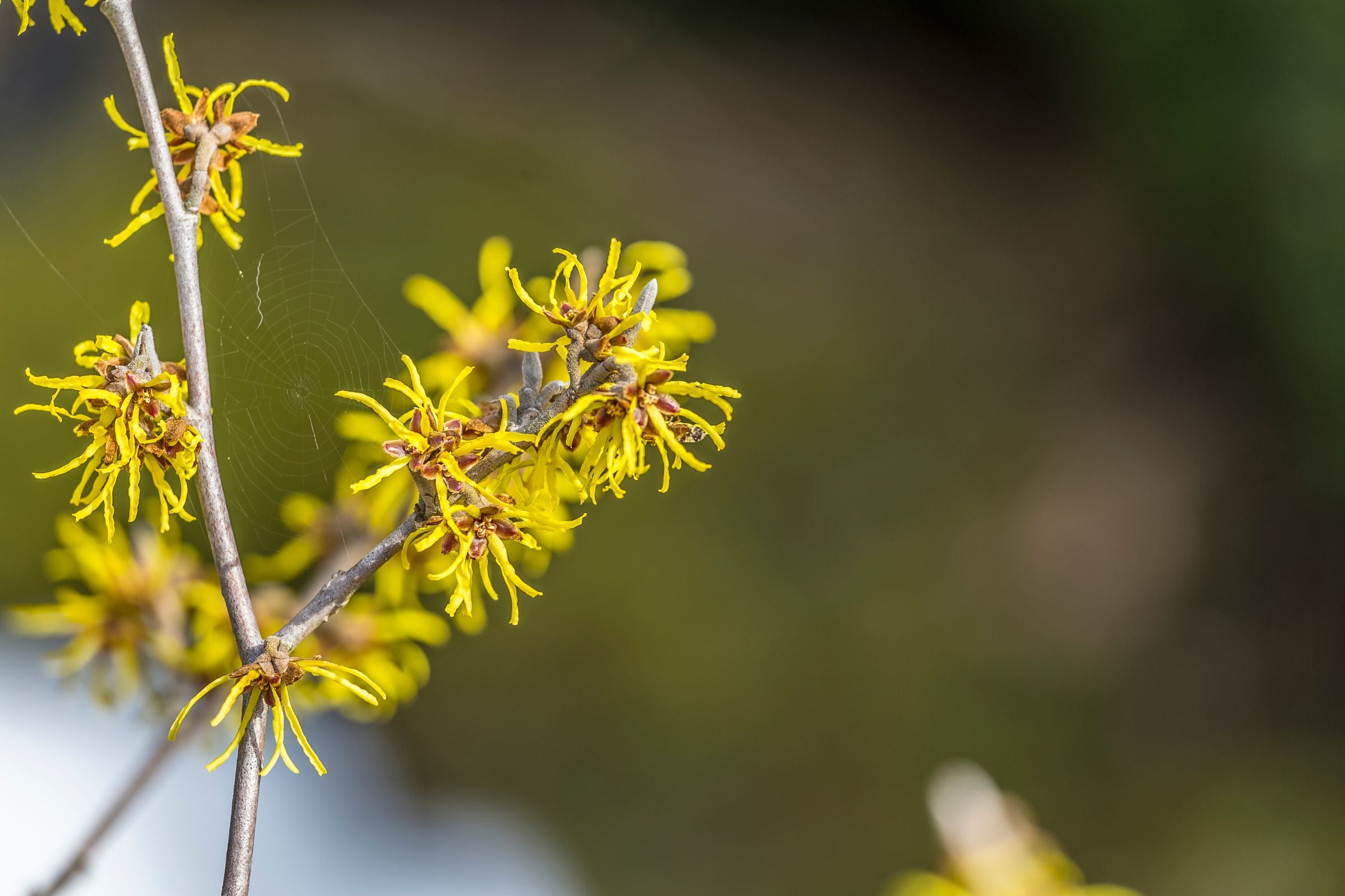 Cover_Photo_100_PURE_Witch_Hazel_2.0__Why_This_Classic_Ingredient_is_Trending_Again_in_Skincare
