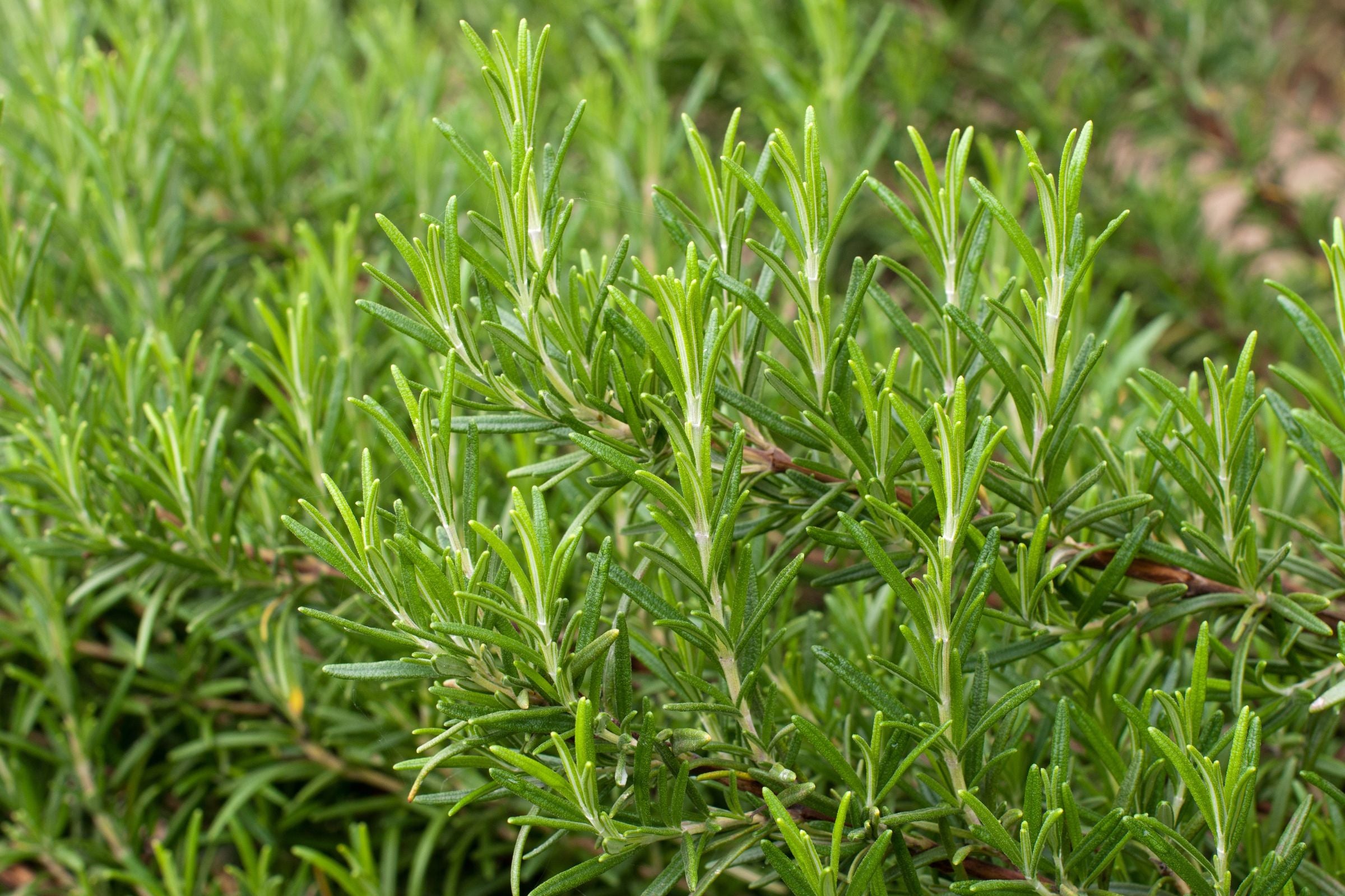 Cover_Photo_100__PURE_Beauty_in_the_Herb_Garden__Exploring_the_Benefits_of_Rosemary_for_Hair