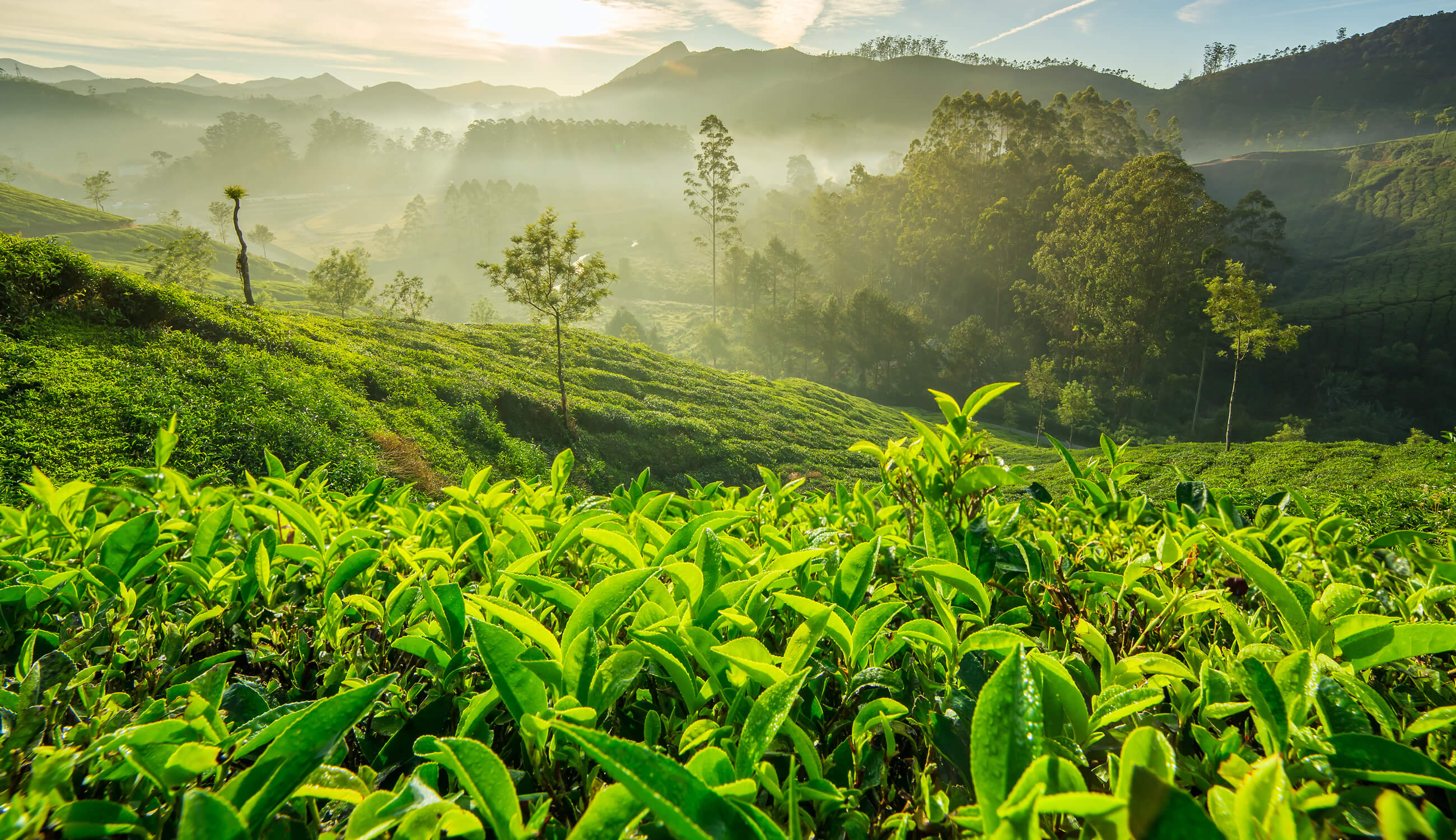 green tea fields