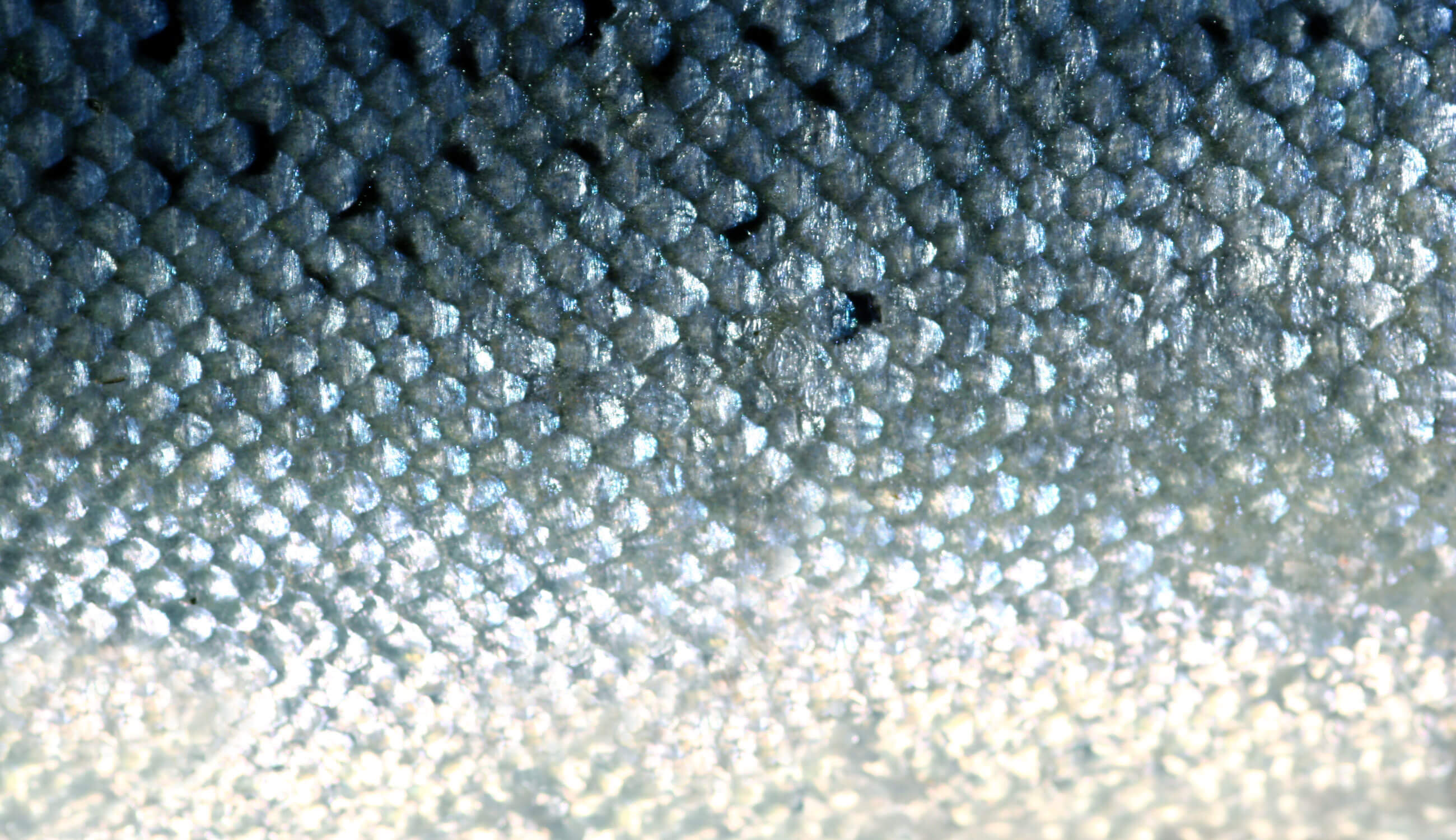 Fish-Scales.jpg