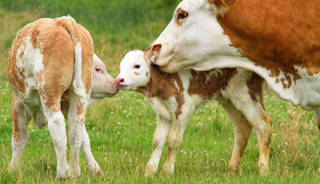 Going-Vegan-Baby-Cows