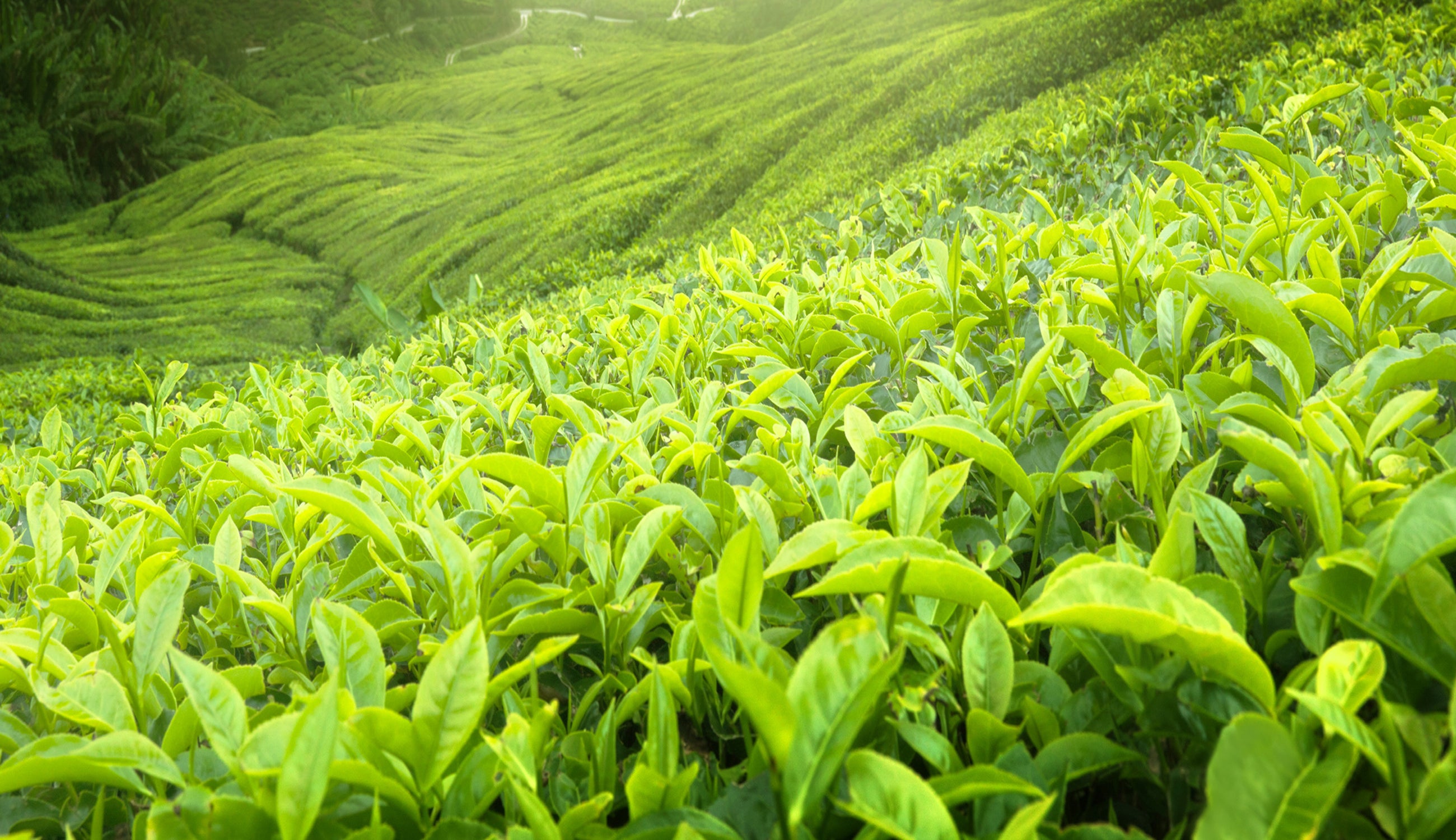 Green-Tea-Hill