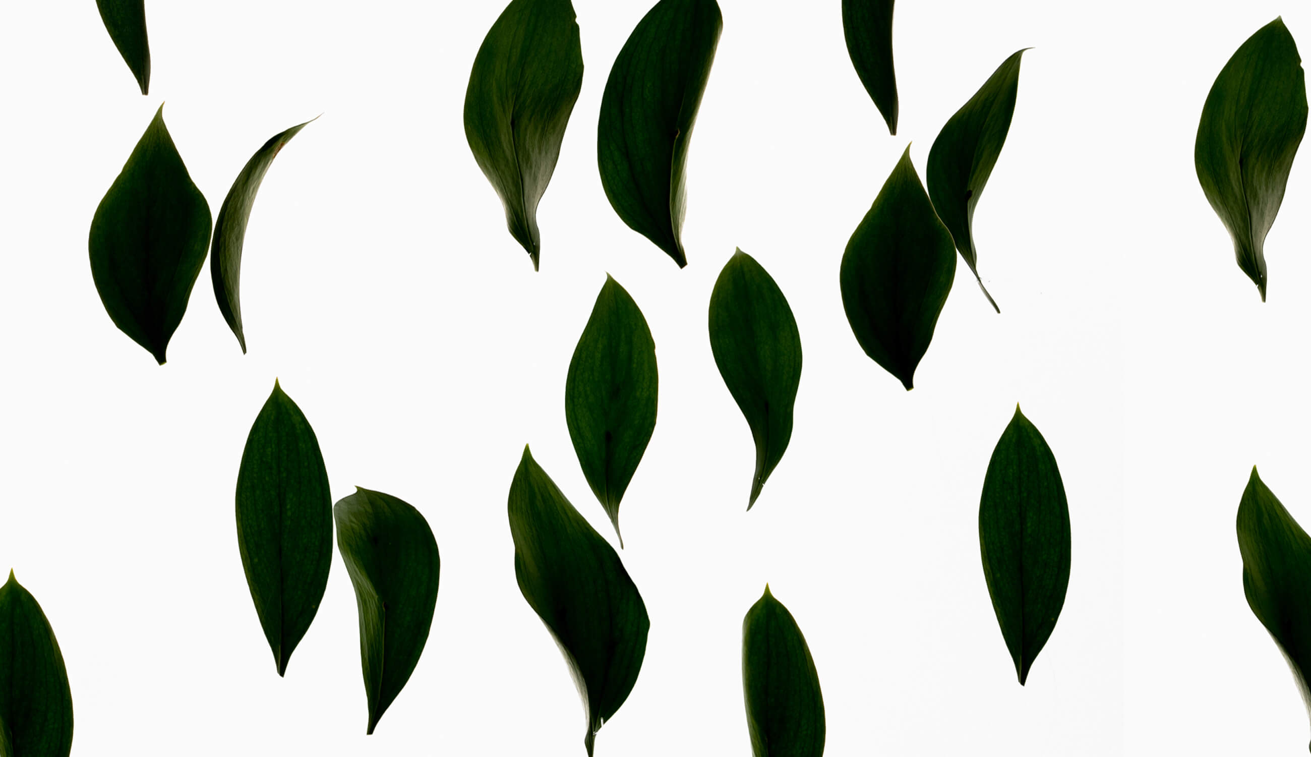 Green Tea Leaves