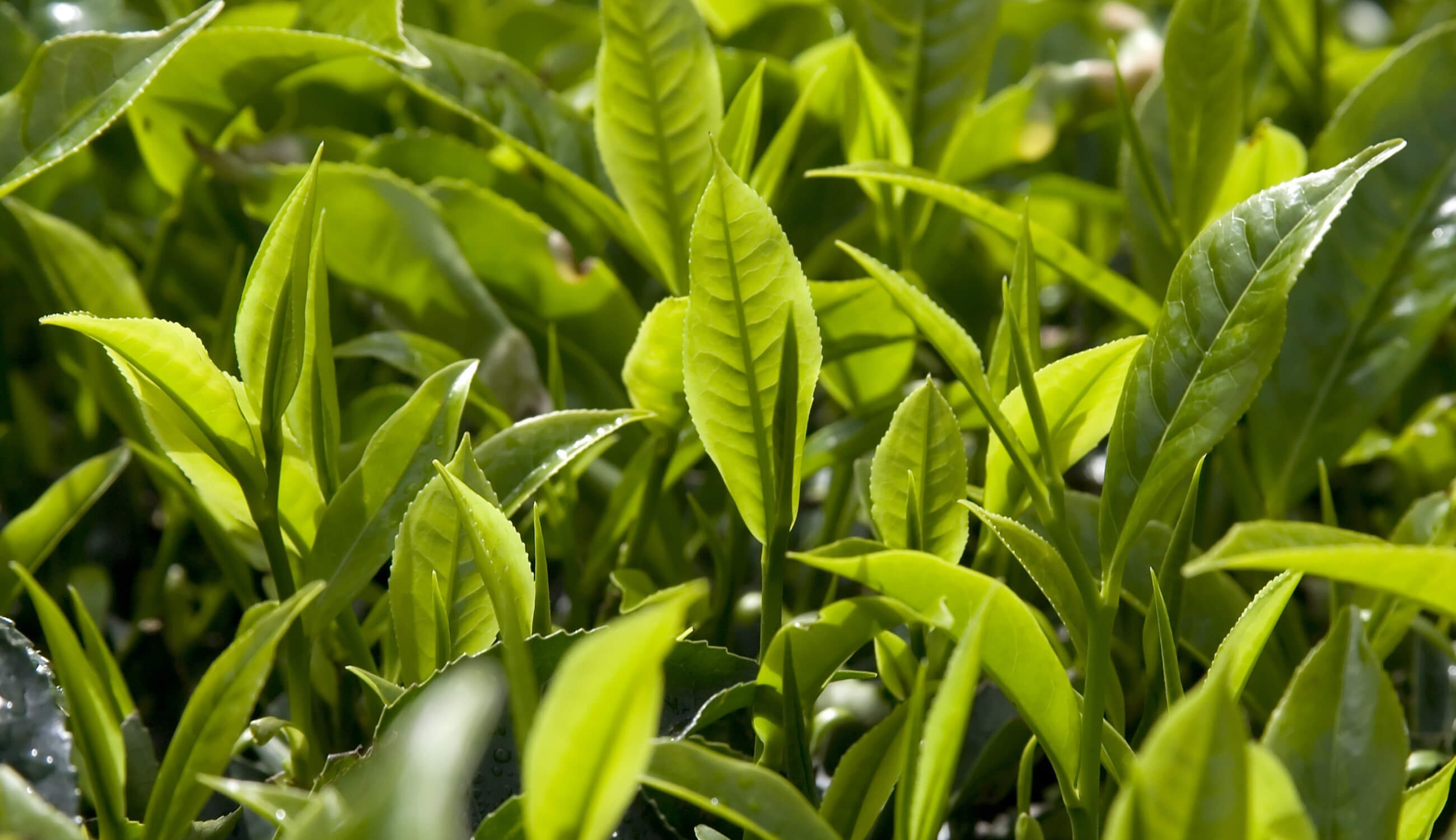 Green-Tea-Leaves.jpg