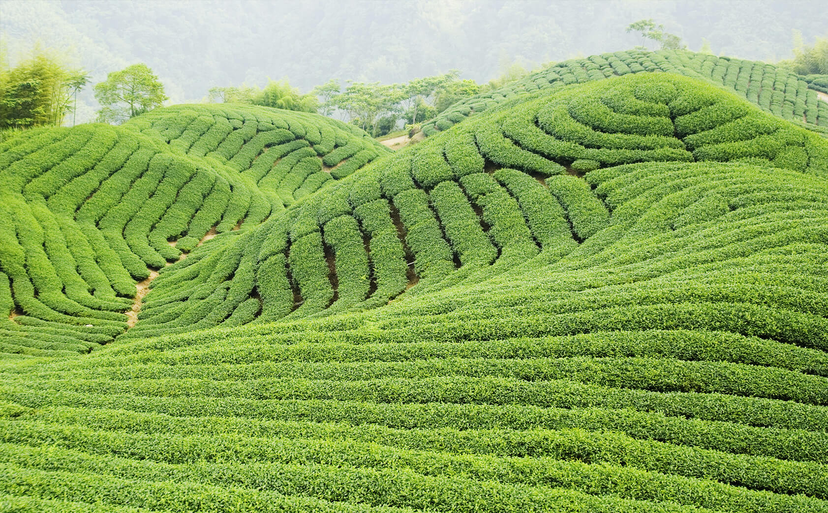 Green Tea Field