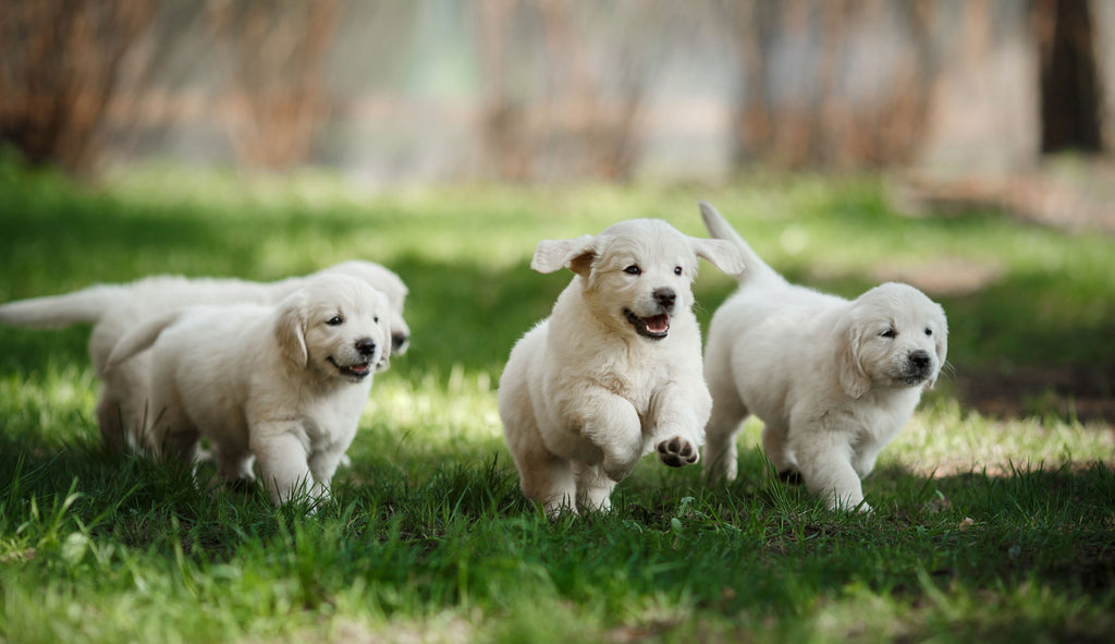Happy-Puppies