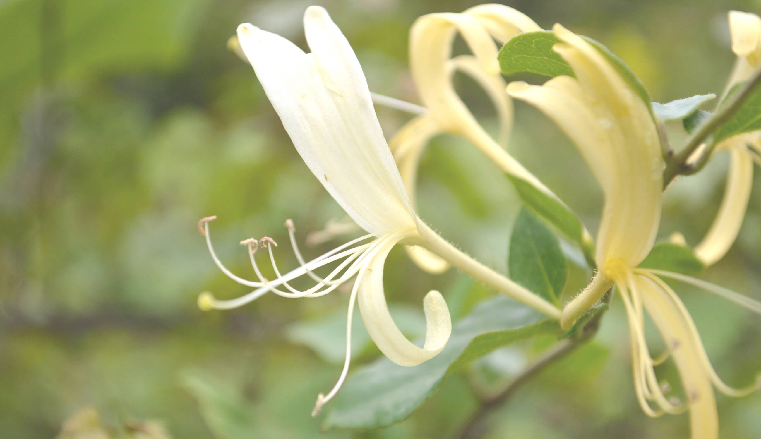 japanese honeysuckle plant