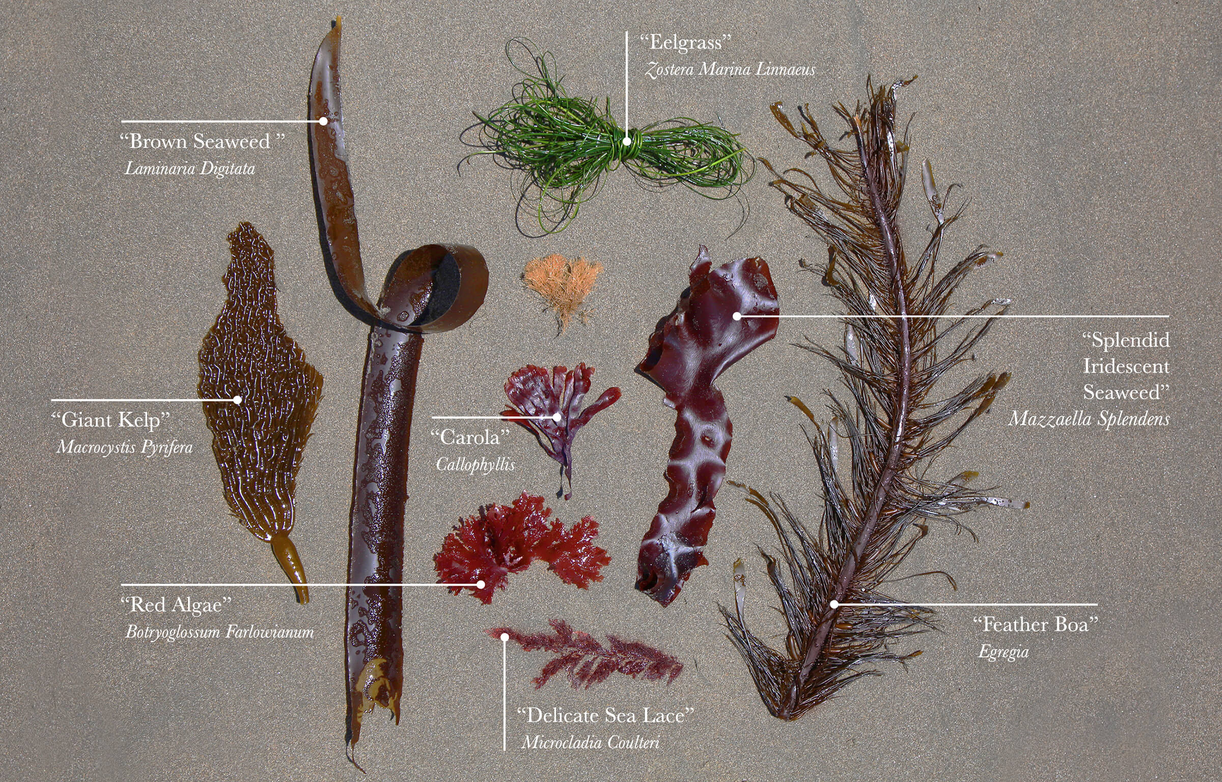 Kelp Ingredient Chart