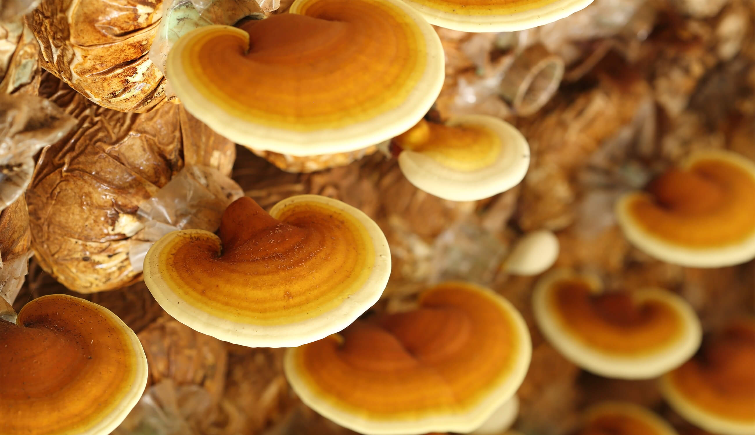 Lingzhi Mushrooms.jpg