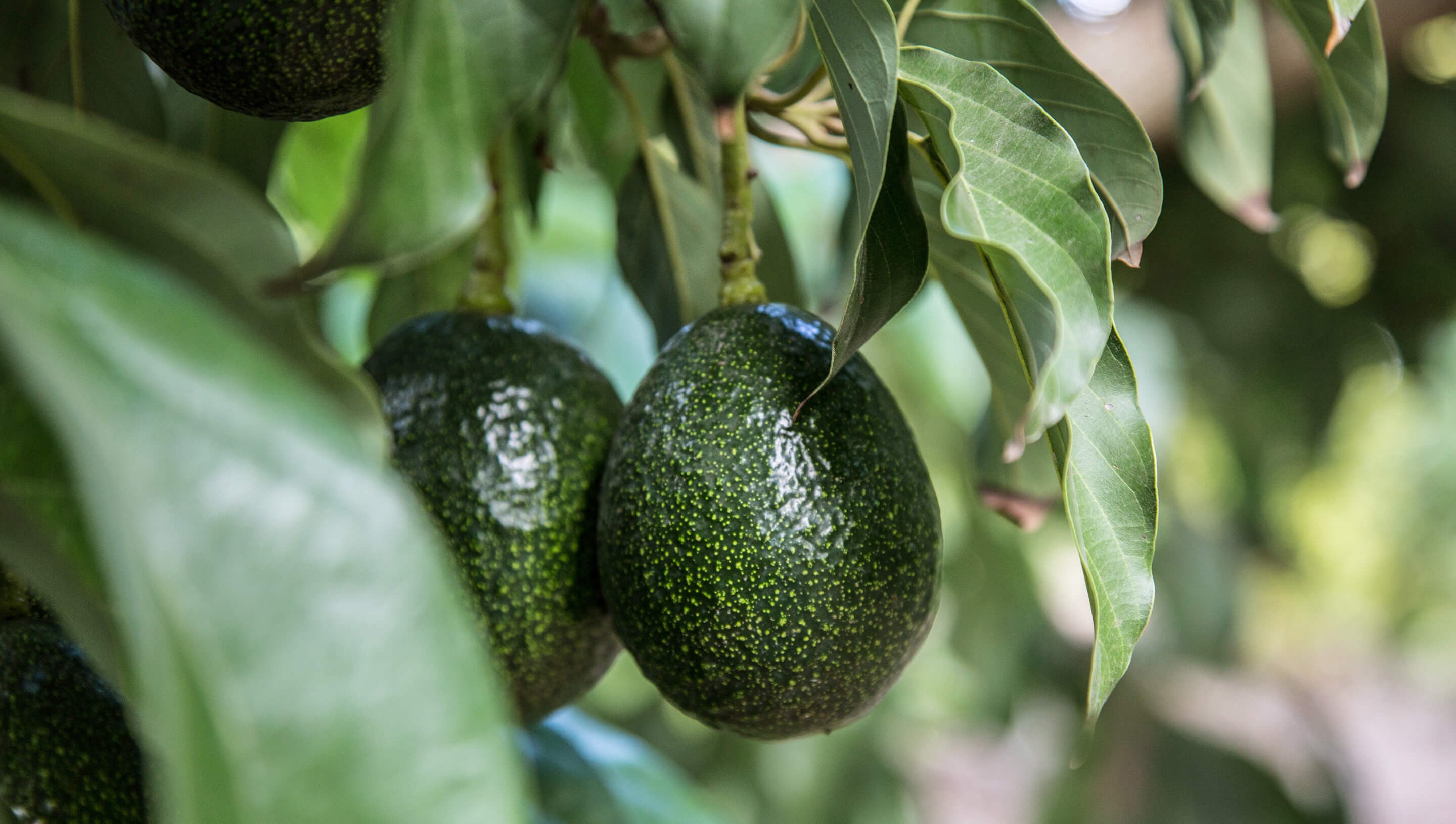 Avocado in Tree