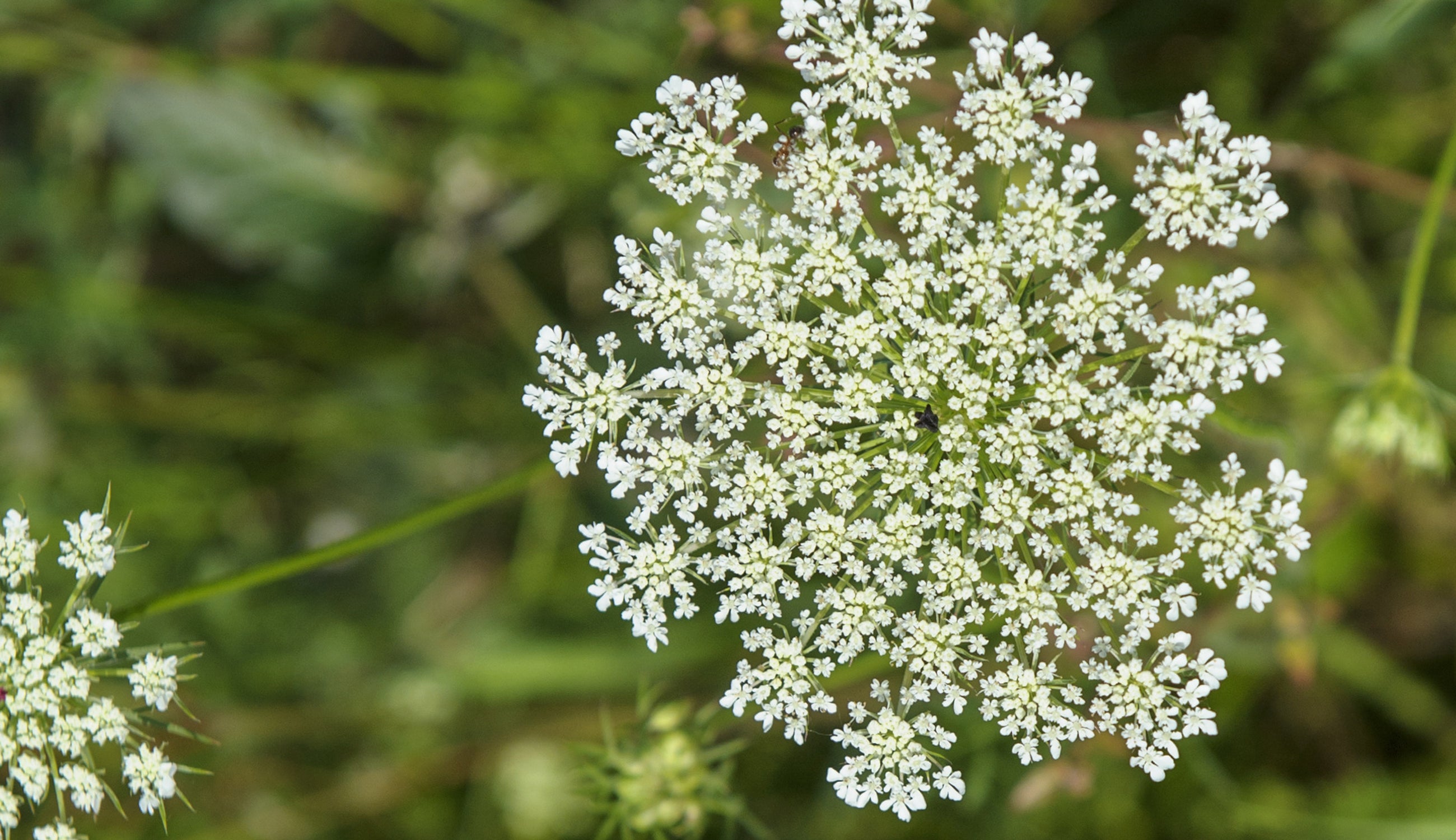 Queen-Anne's-Lace