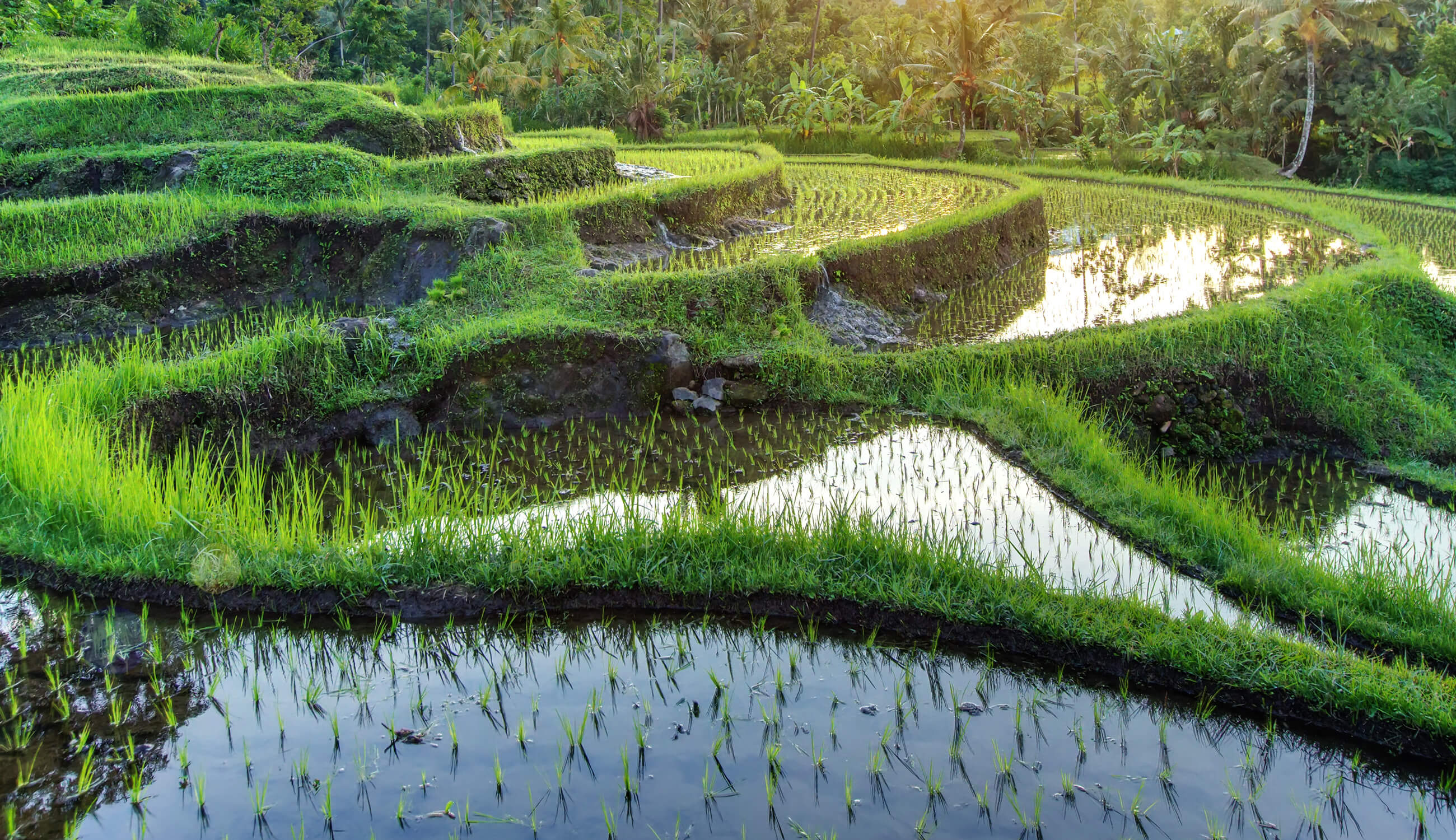 Rice Water Paddy
