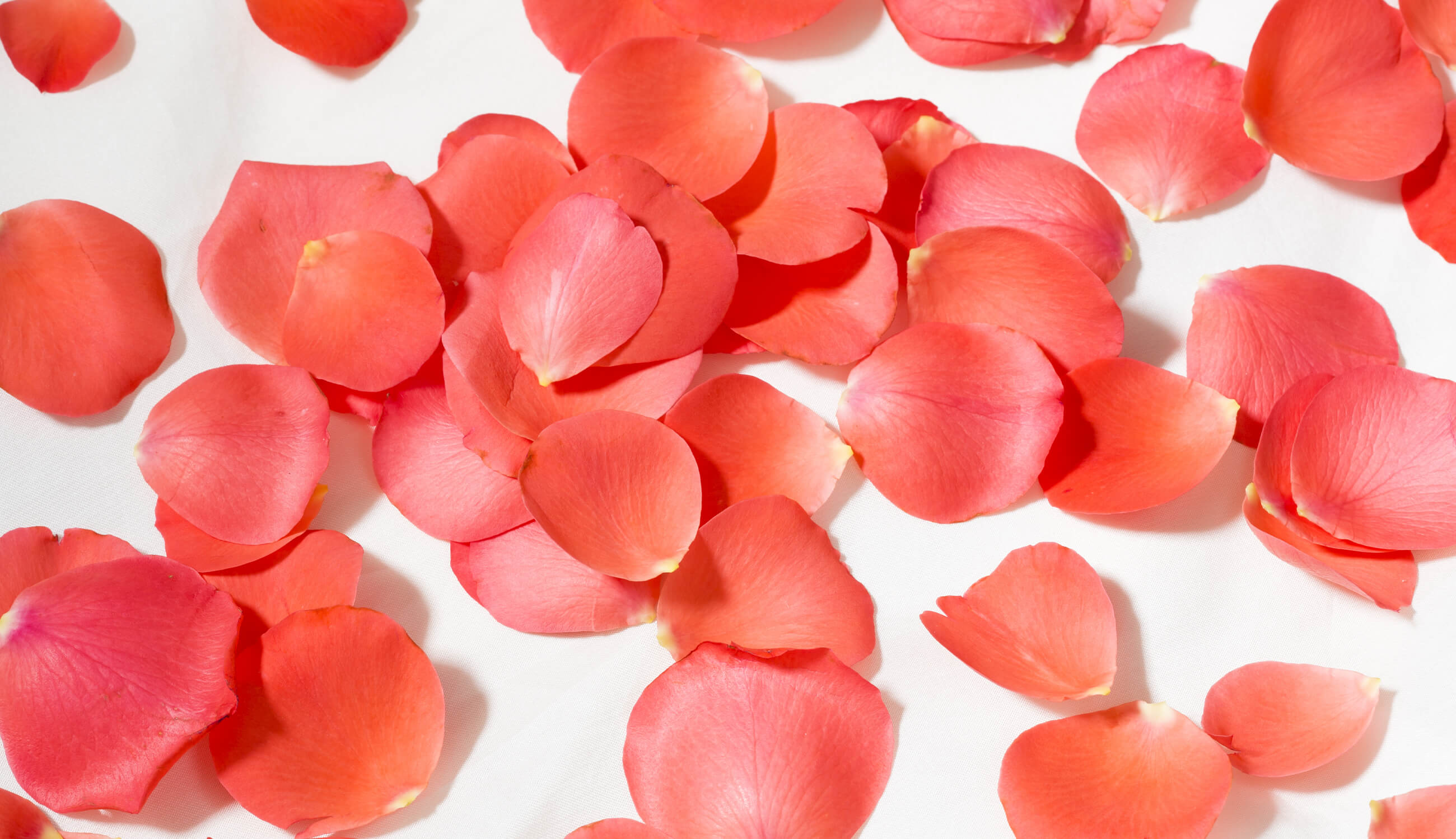 Rose Petals