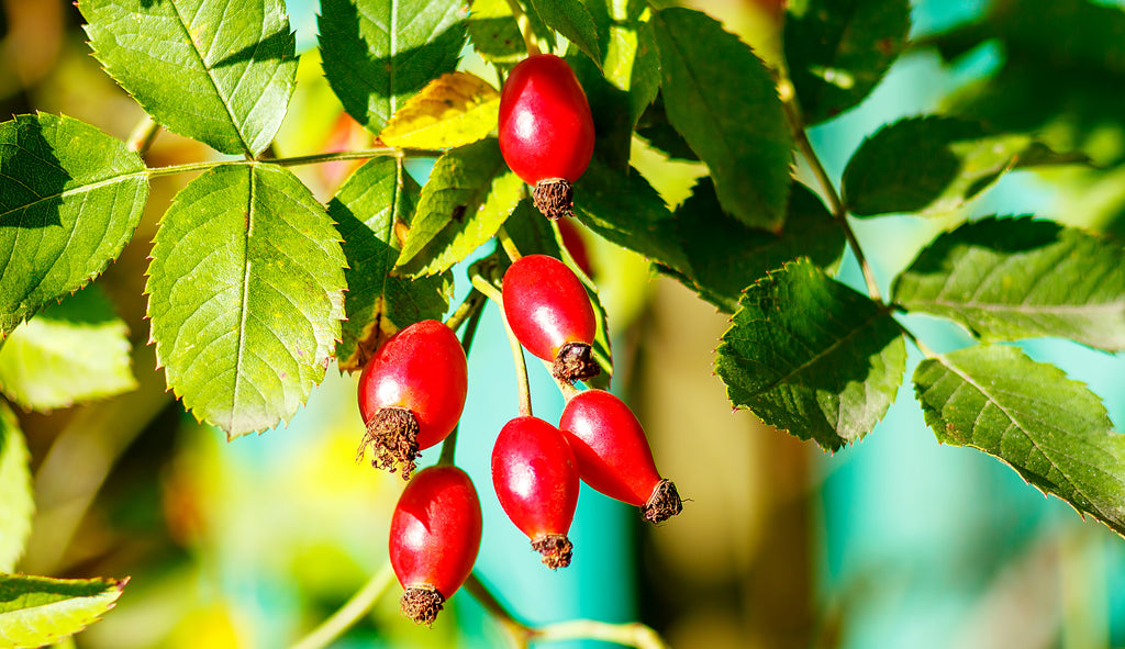 Rosehip seeds