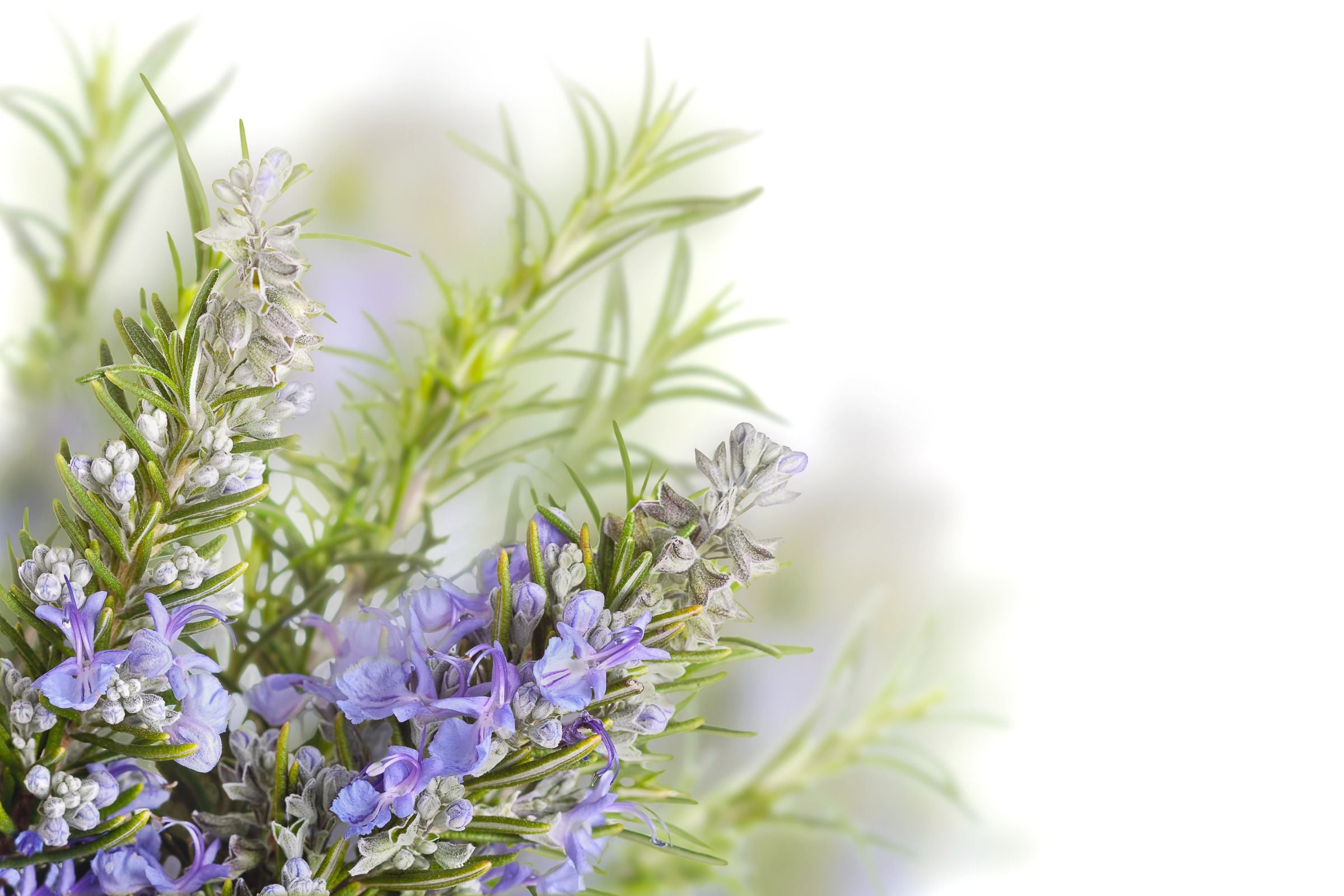 Rosemary_for_Hair_Growth