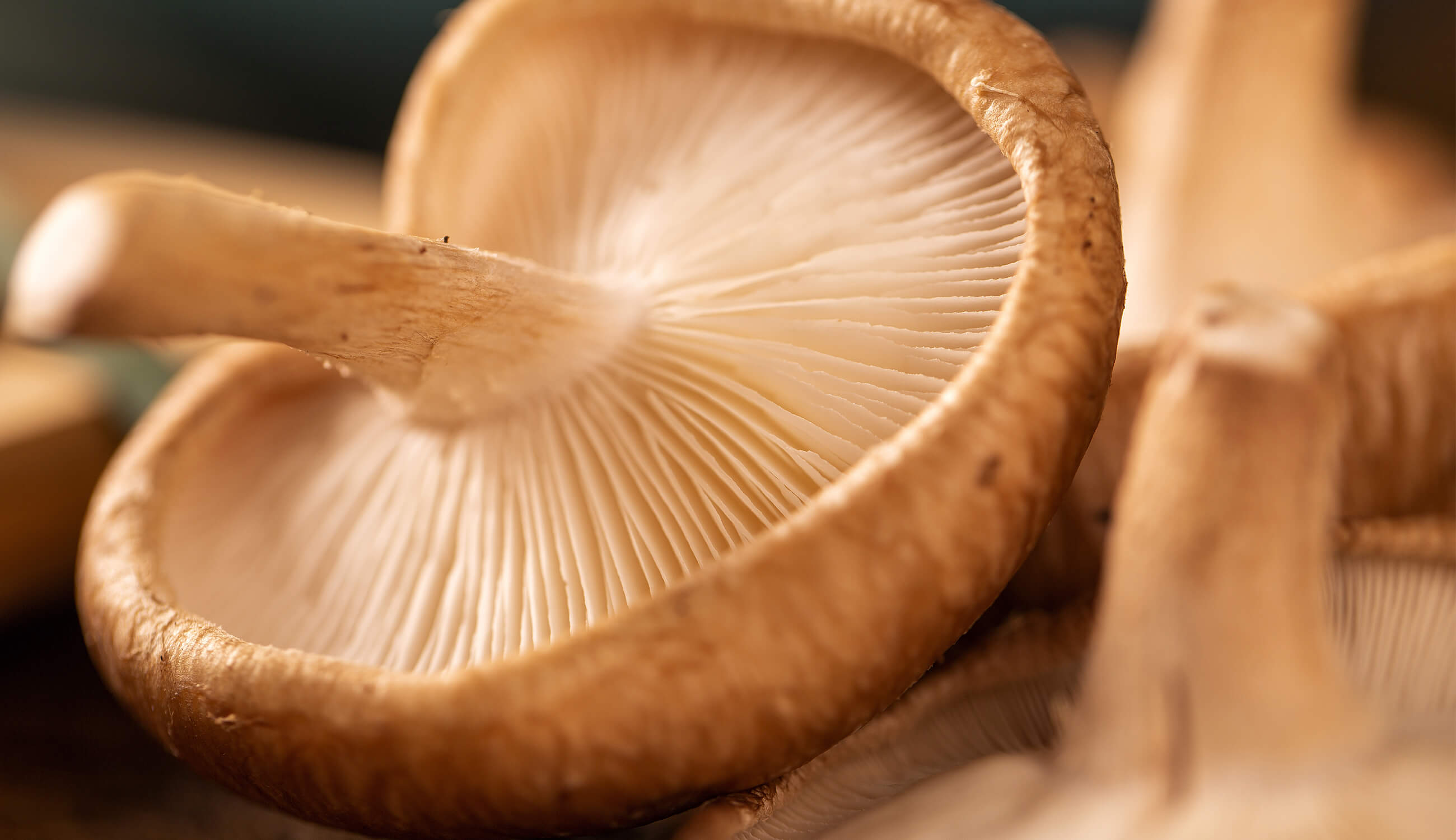 Shiitake Mushroom.jpg