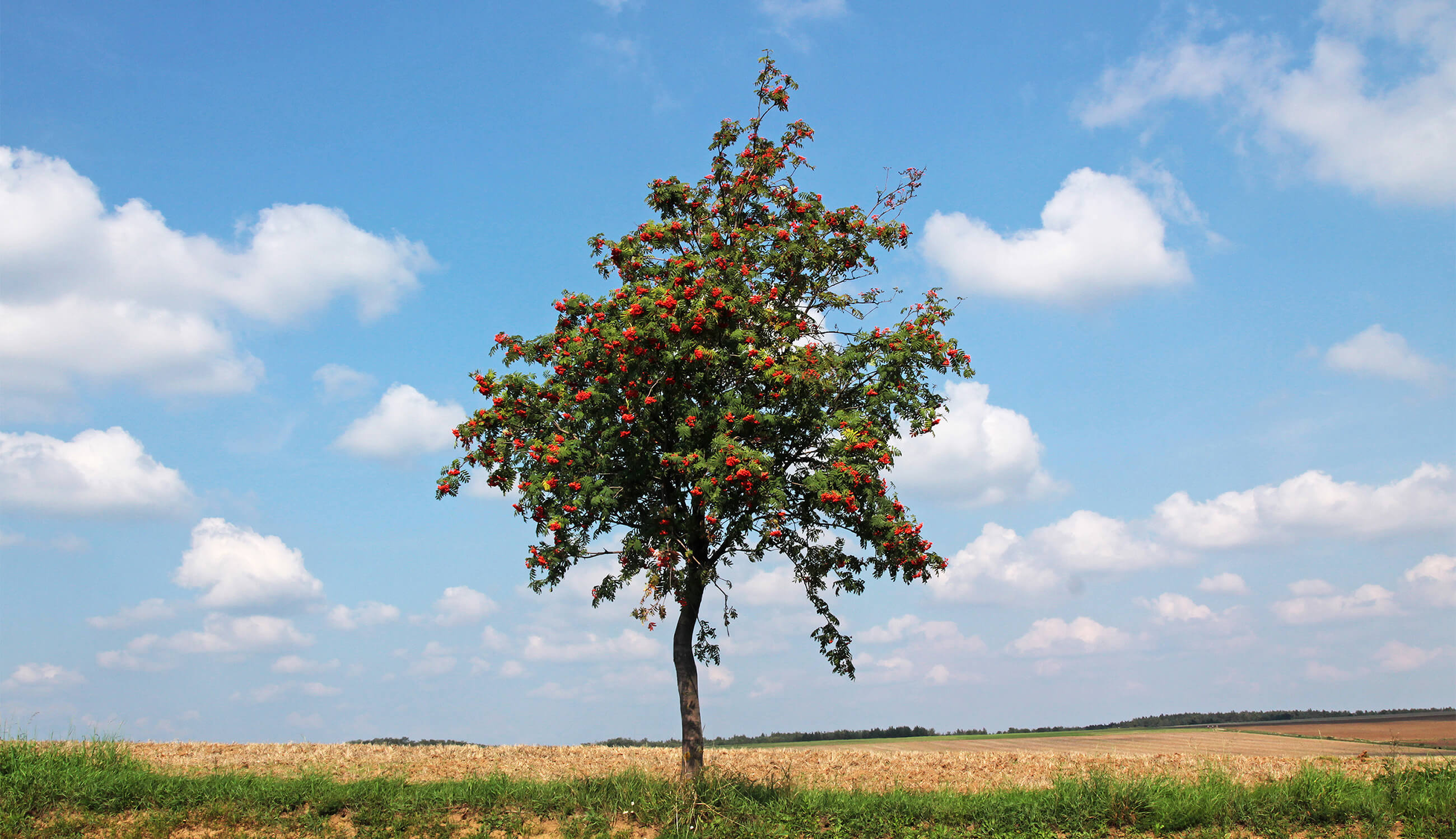 Sorbus aucuparia (rowan tree)