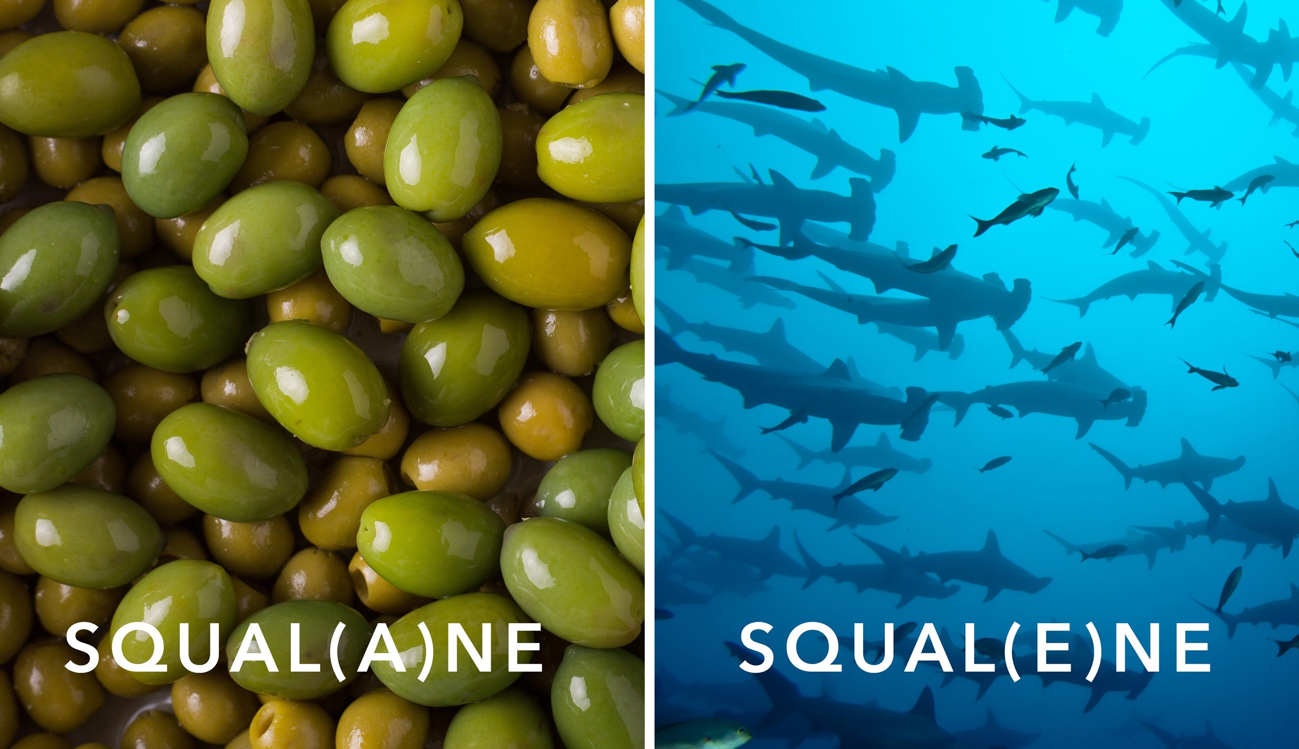 Olive and shark comparison image