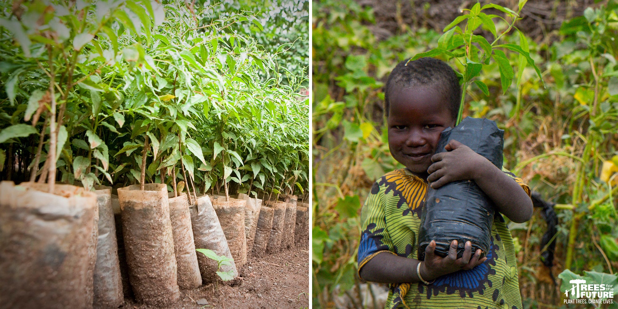 planting trees