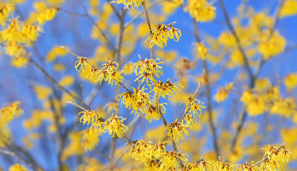 Witch Hazel