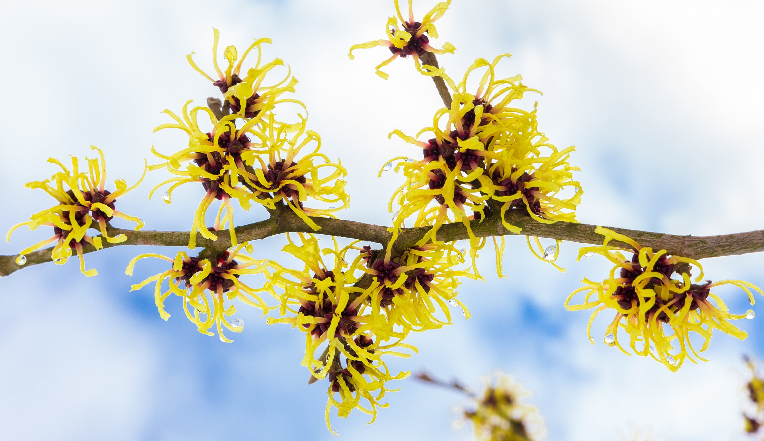 WitchHazel.jpg