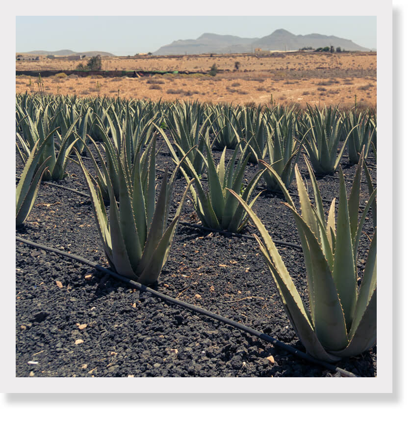 aloe plants