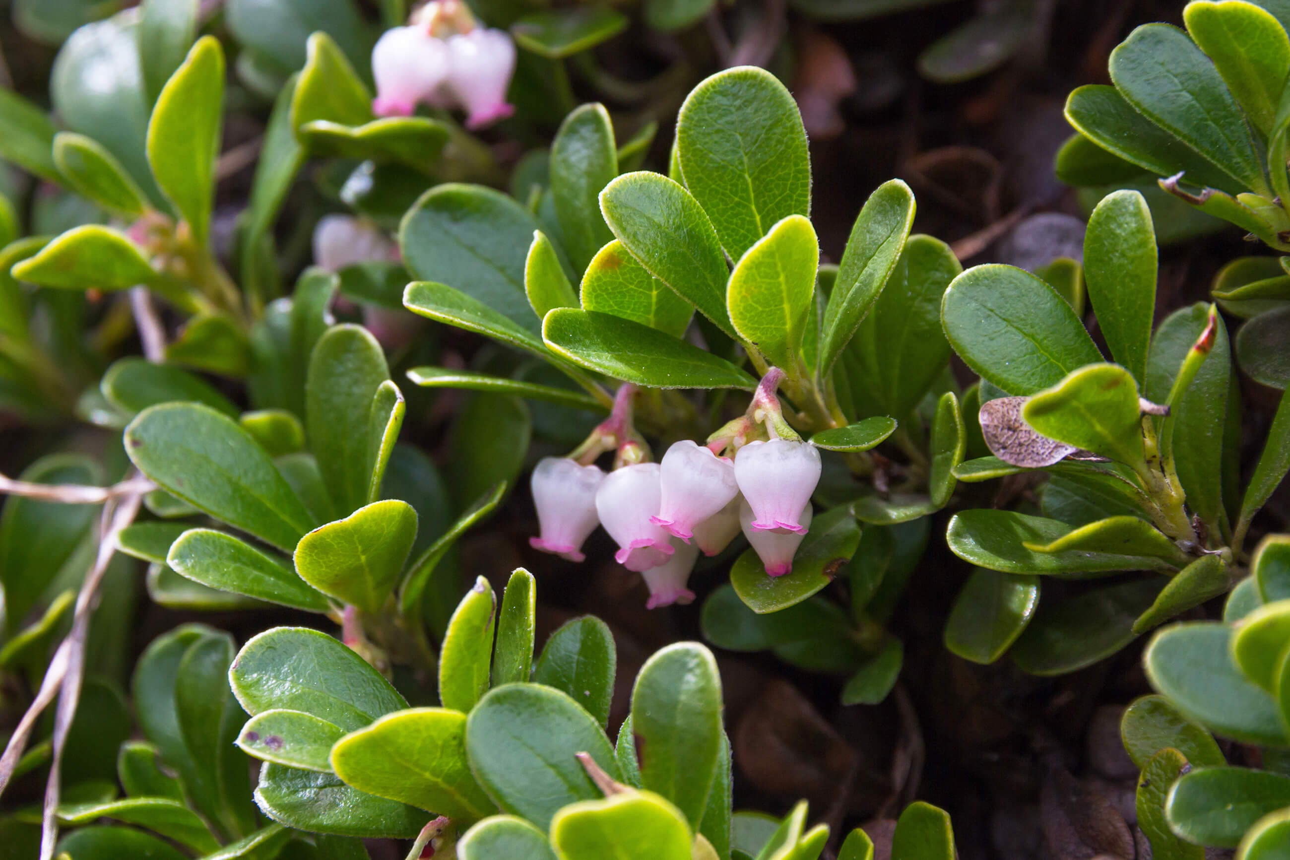 Bearberry