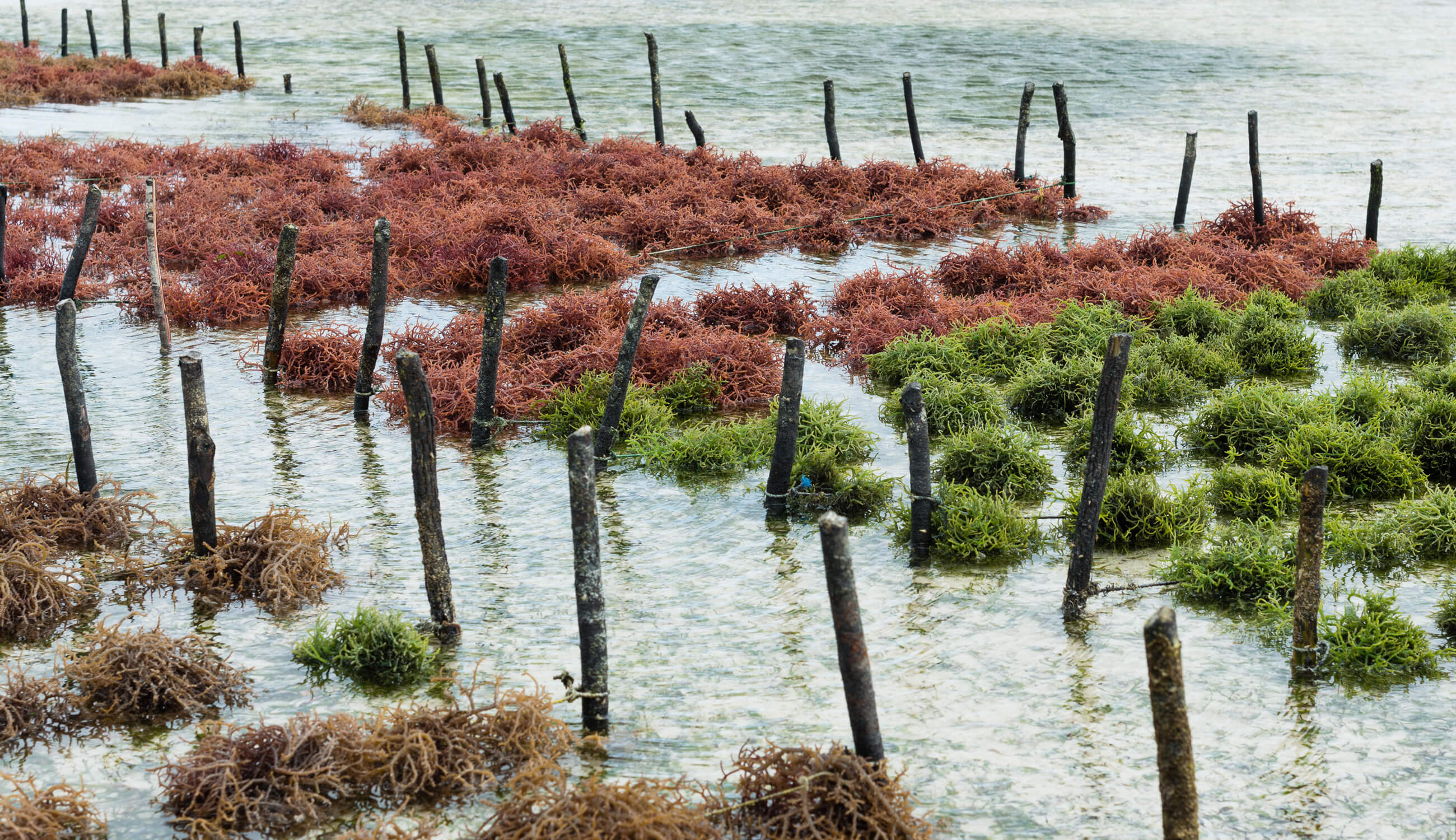 bed of seaweed