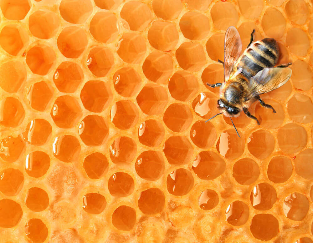 beeswax